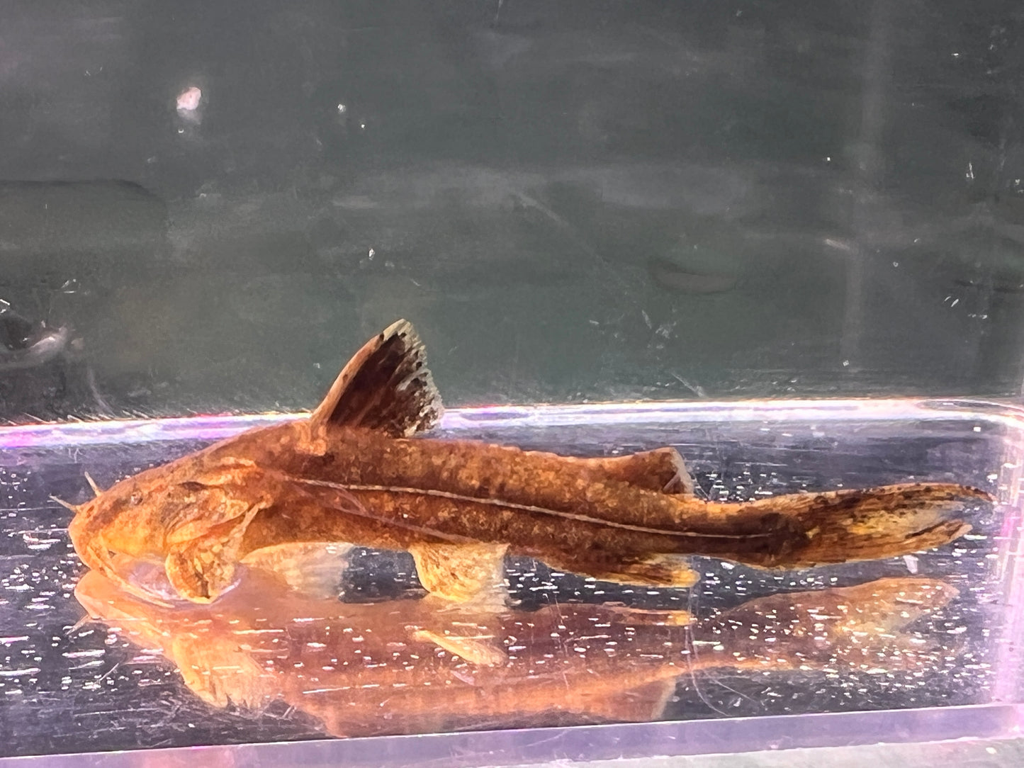 Golden Trunkhead Catfish ( Cryptarius truncatus ) 2-3"