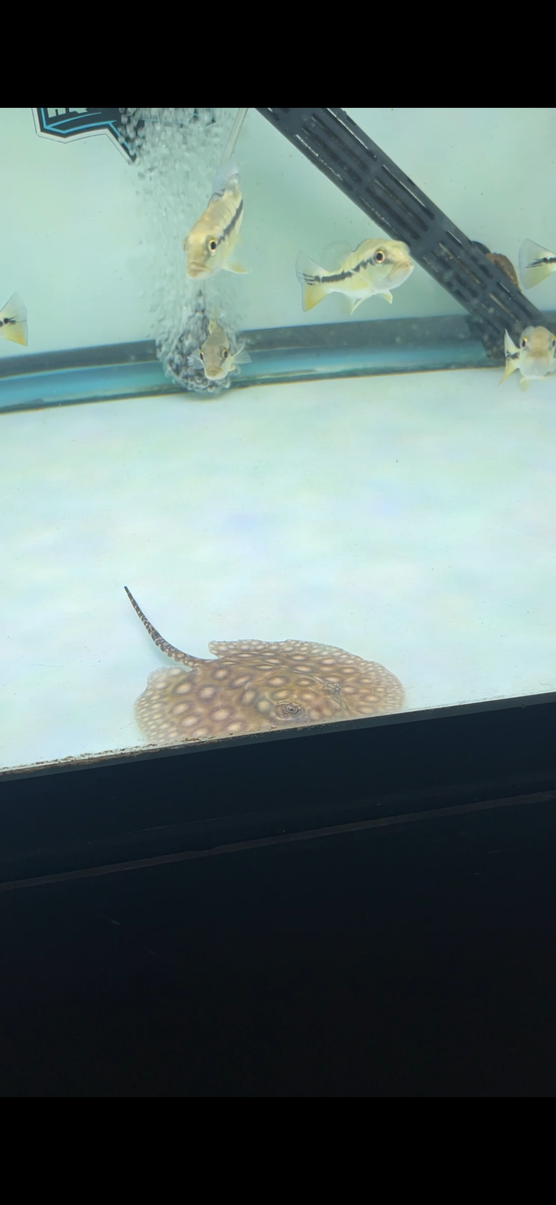 Baby ray