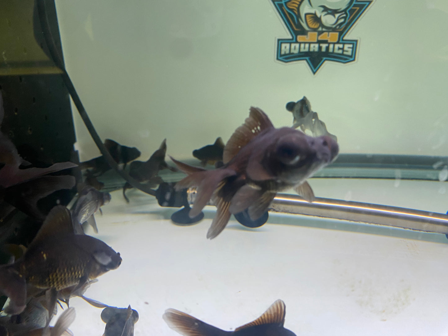 Blackmoor Goldfish 2-3"