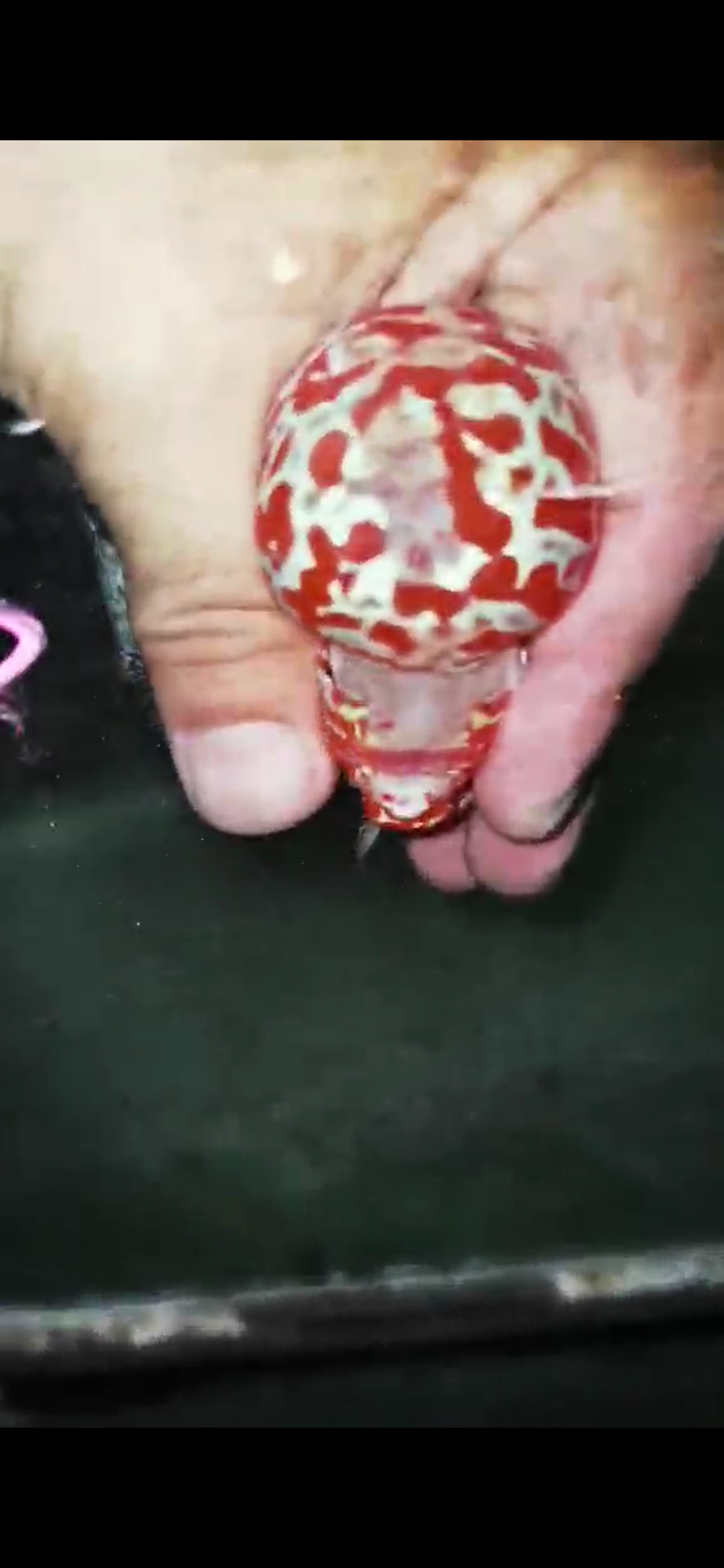 High Quality Competition Grade Super Red Dragon Flowerhorn( Male ) 10