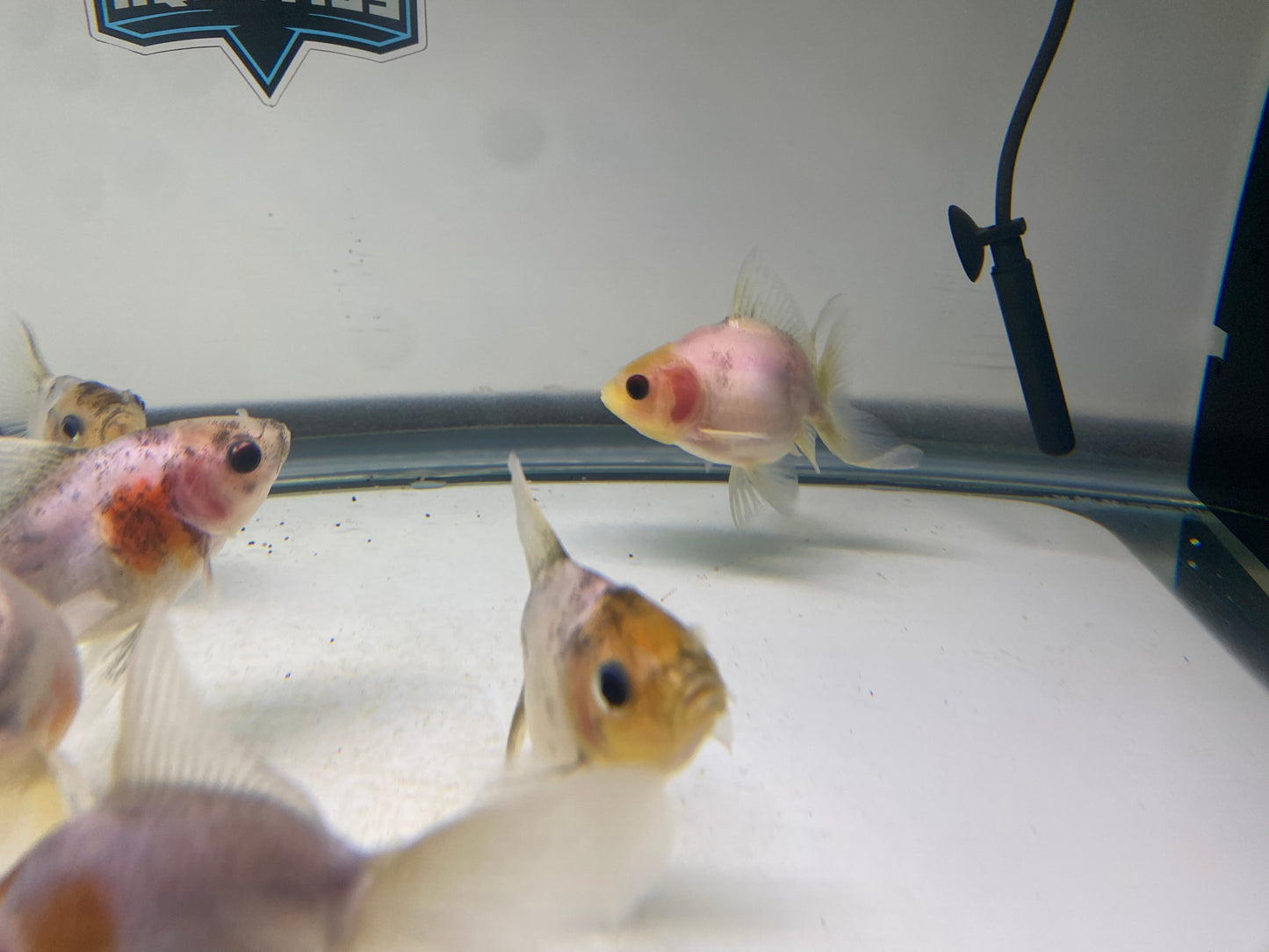 Panda Oranda Goldish 2.5-3"