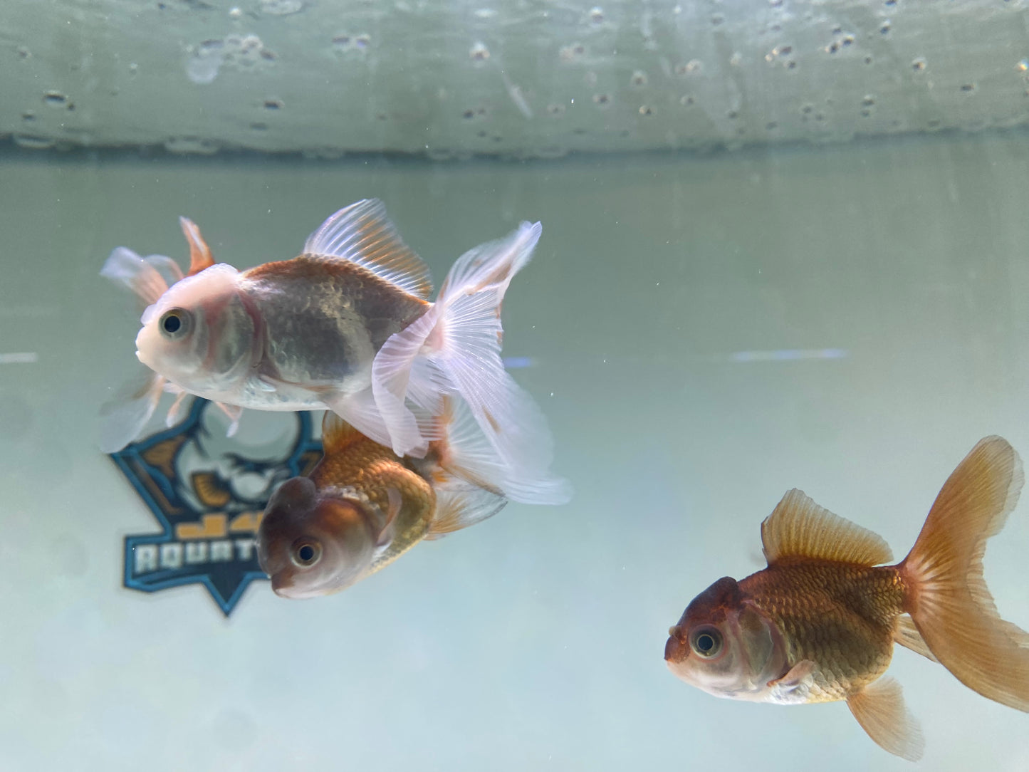 Panda Oranda Goldish 2.5-3"