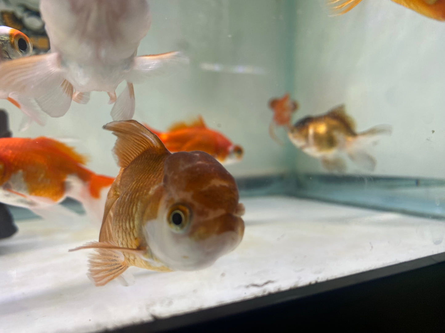 Panda Oranda Goldish 2.5-3"