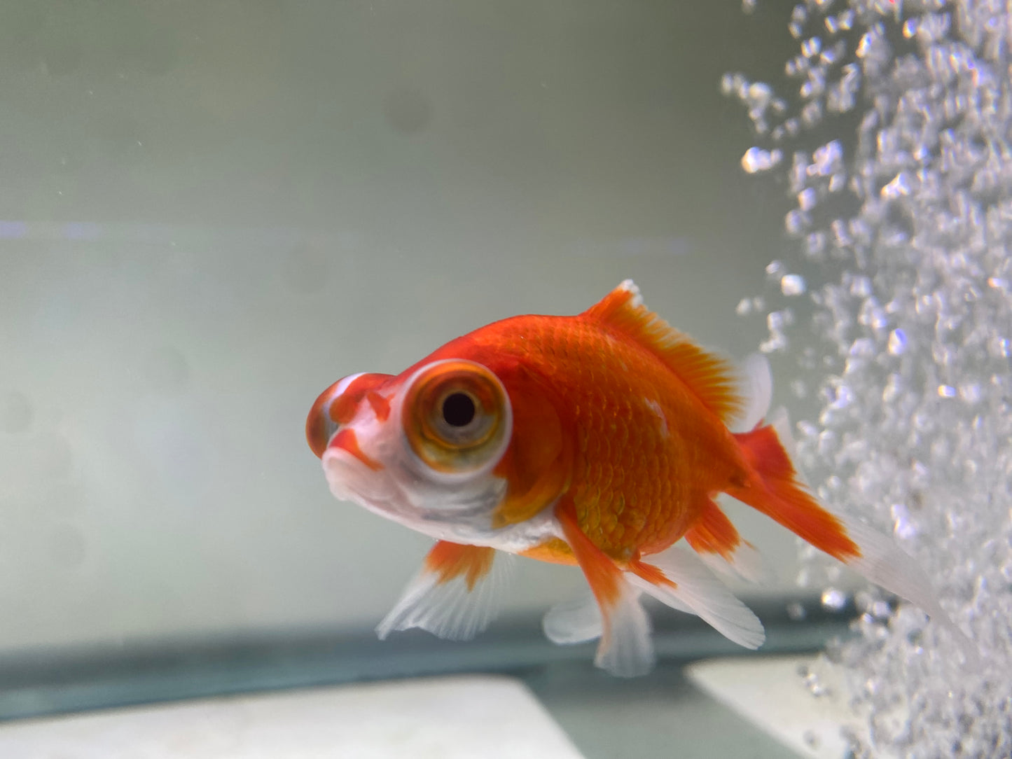Telescope Goldfish