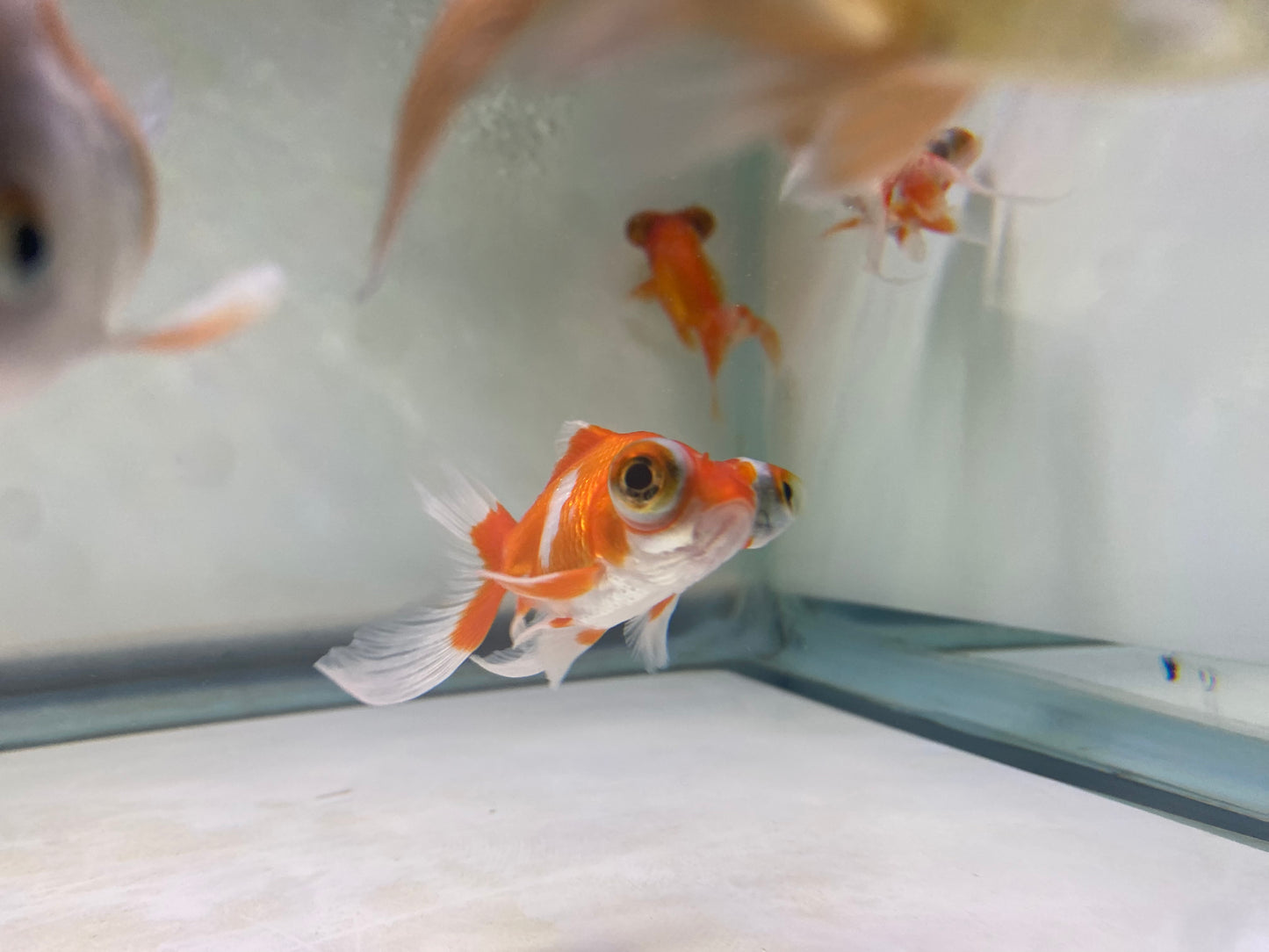 Telescope Goldfish