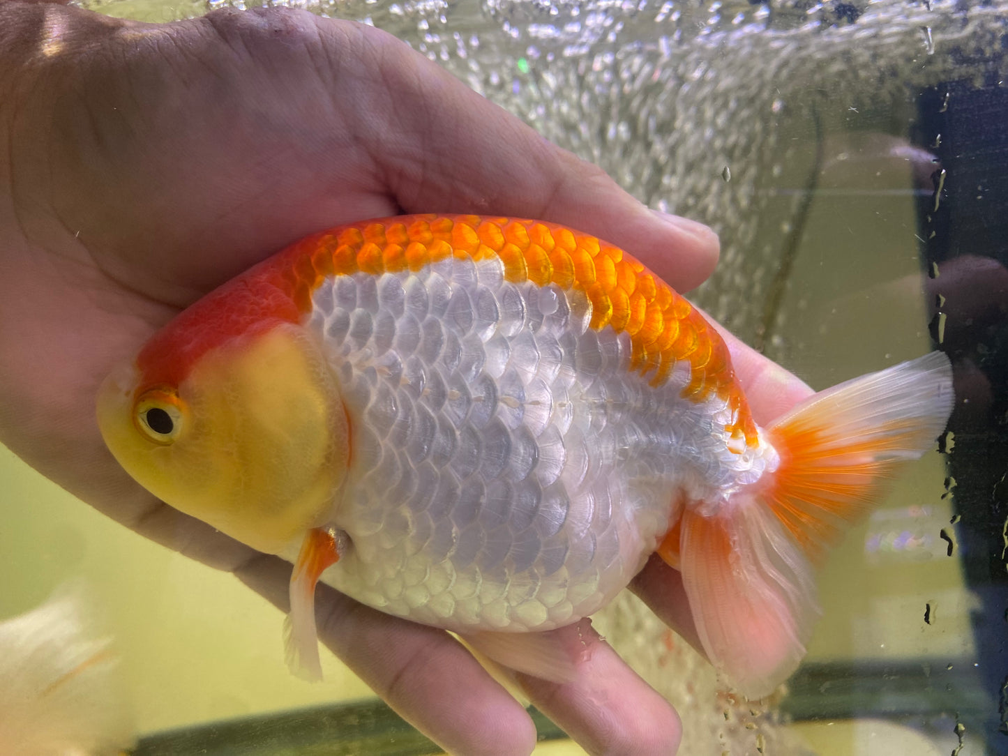 Ranchu Goldfish 5-5.5"
