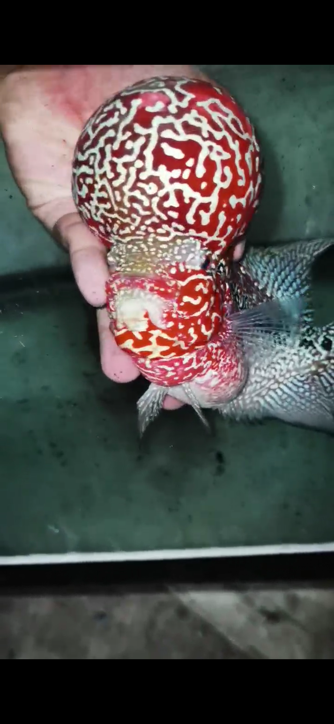 High Quality Competition Grade Super Red Dragon Flowerhorn( Male )VIP1