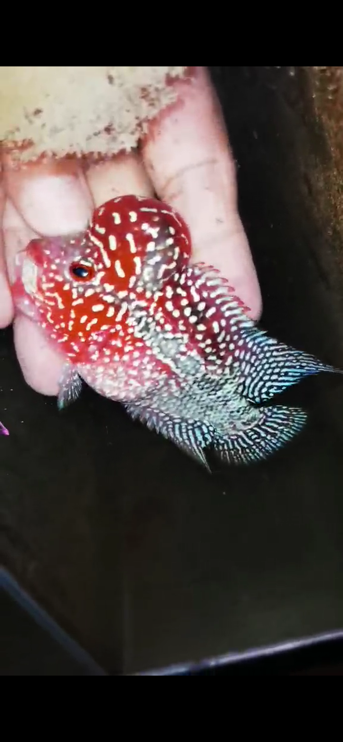 HQ Super Red Dragon Flowerhorn( Male ) #M11