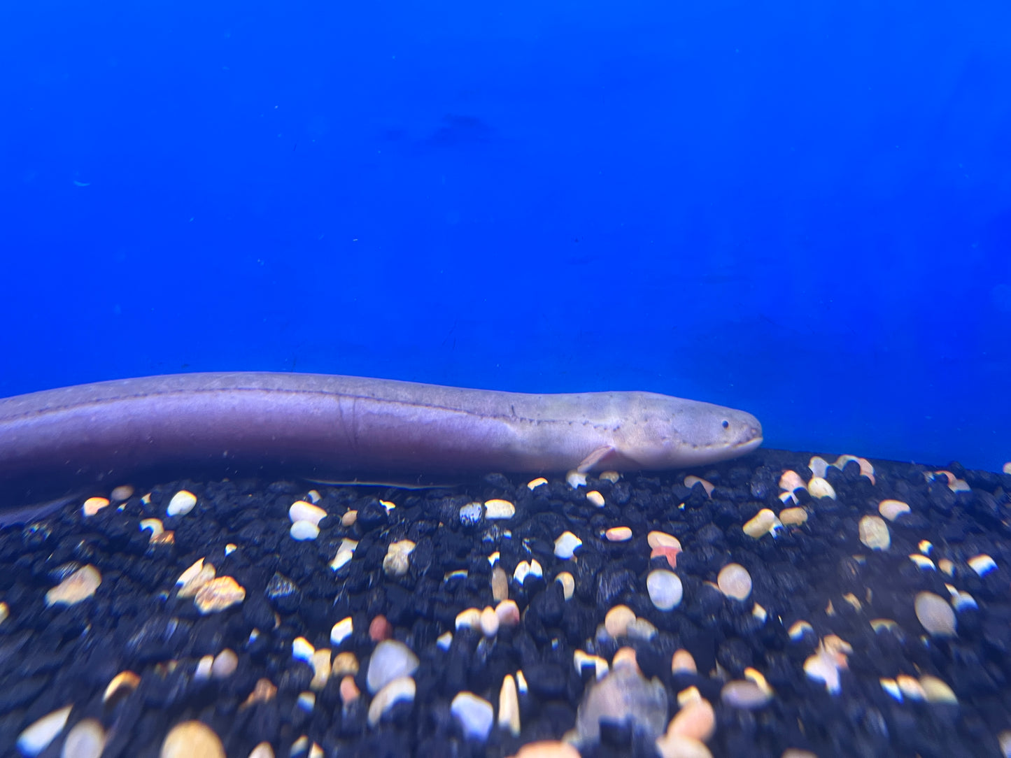 Electric Eel 12"