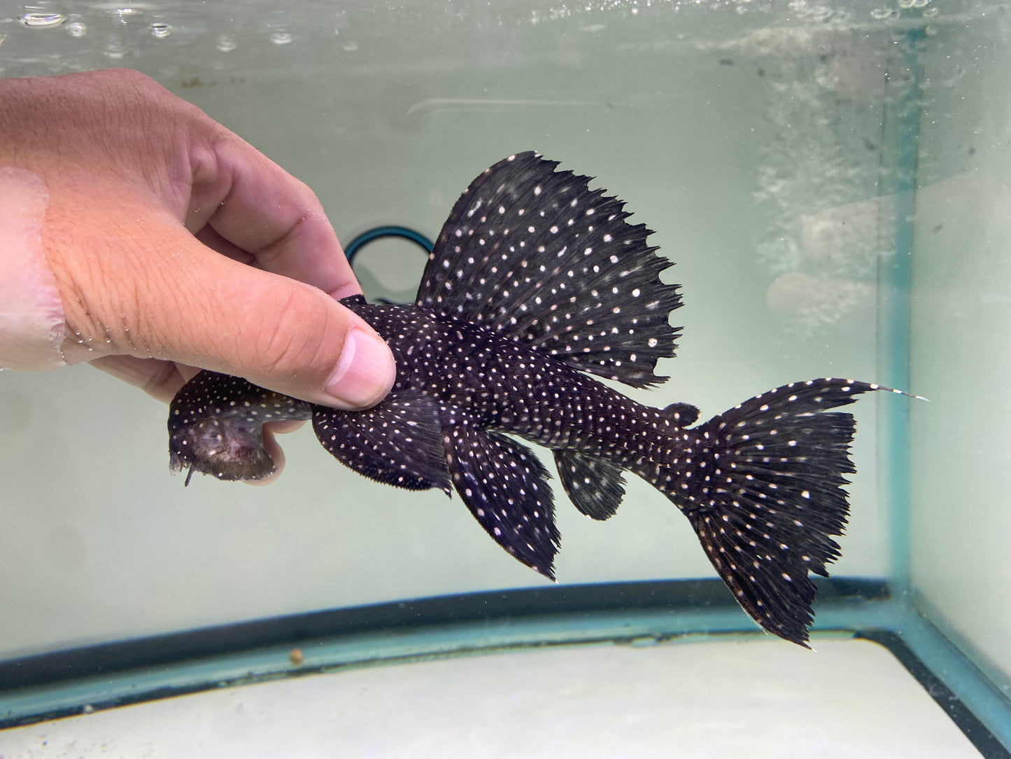 L240 Vampire Pleco