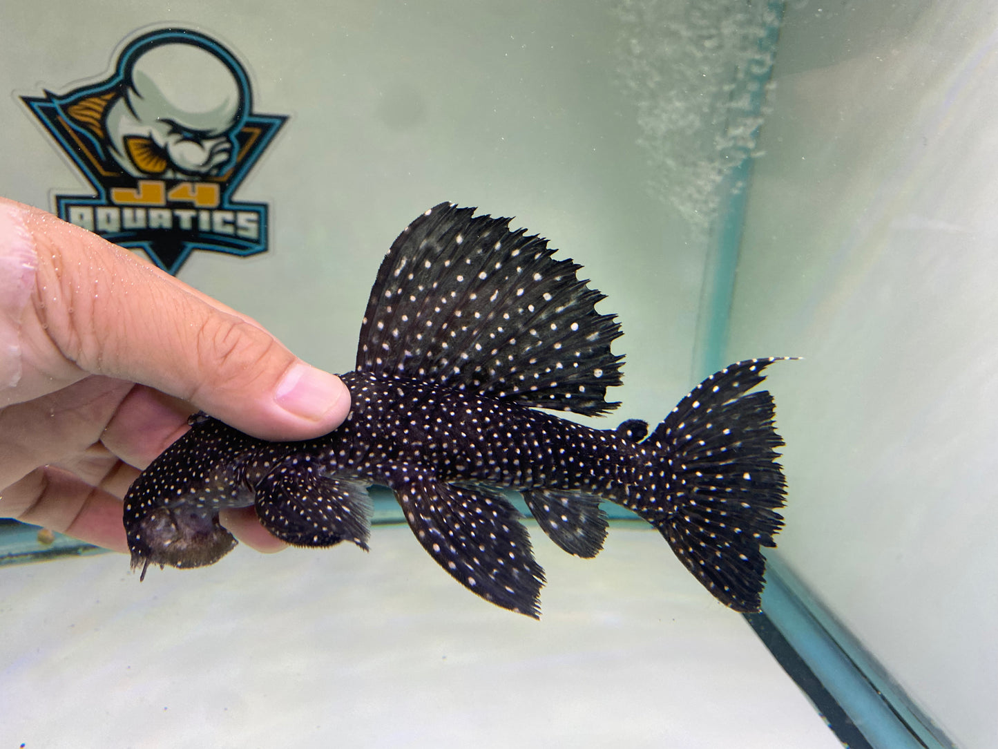 L240 Vampire Pleco