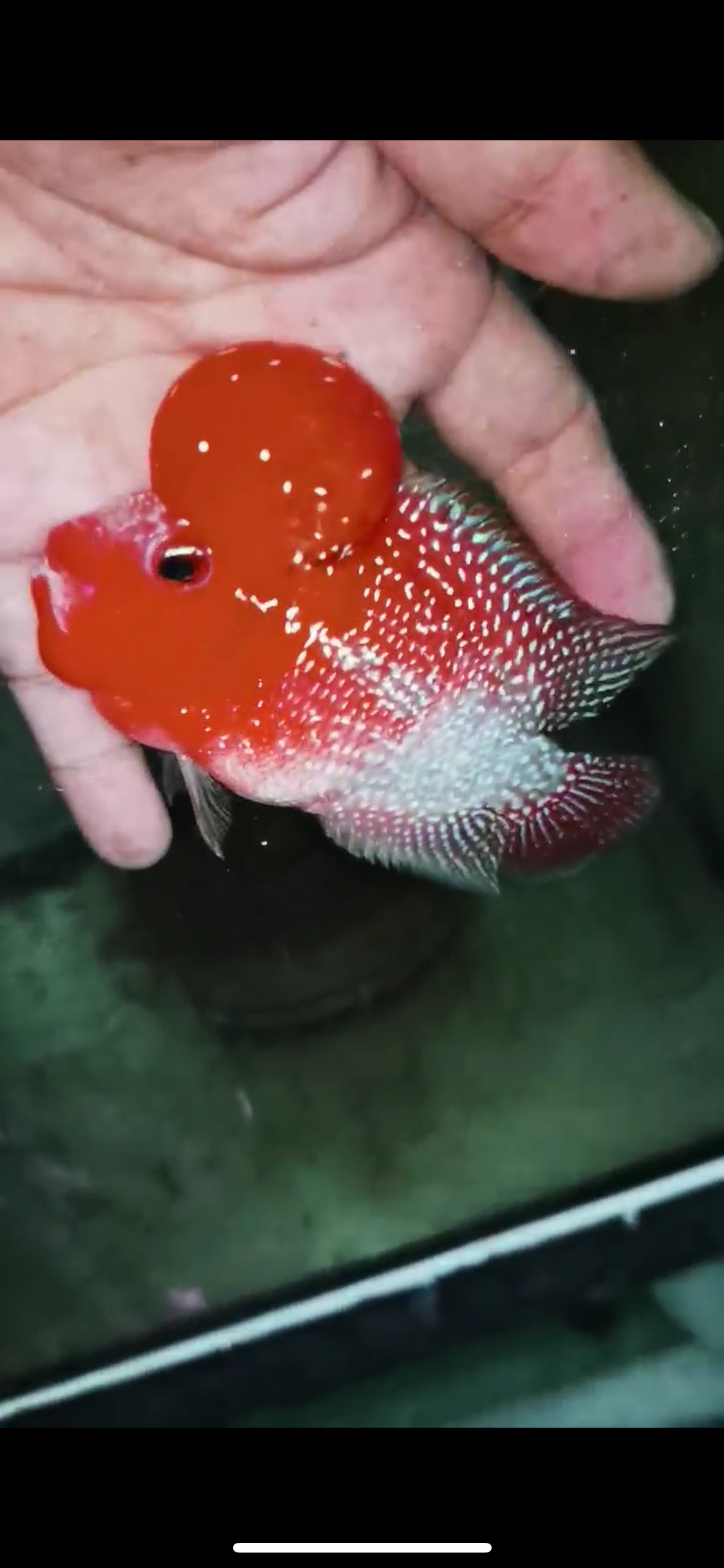 Super Red Dragon Flowerhorn Male #07