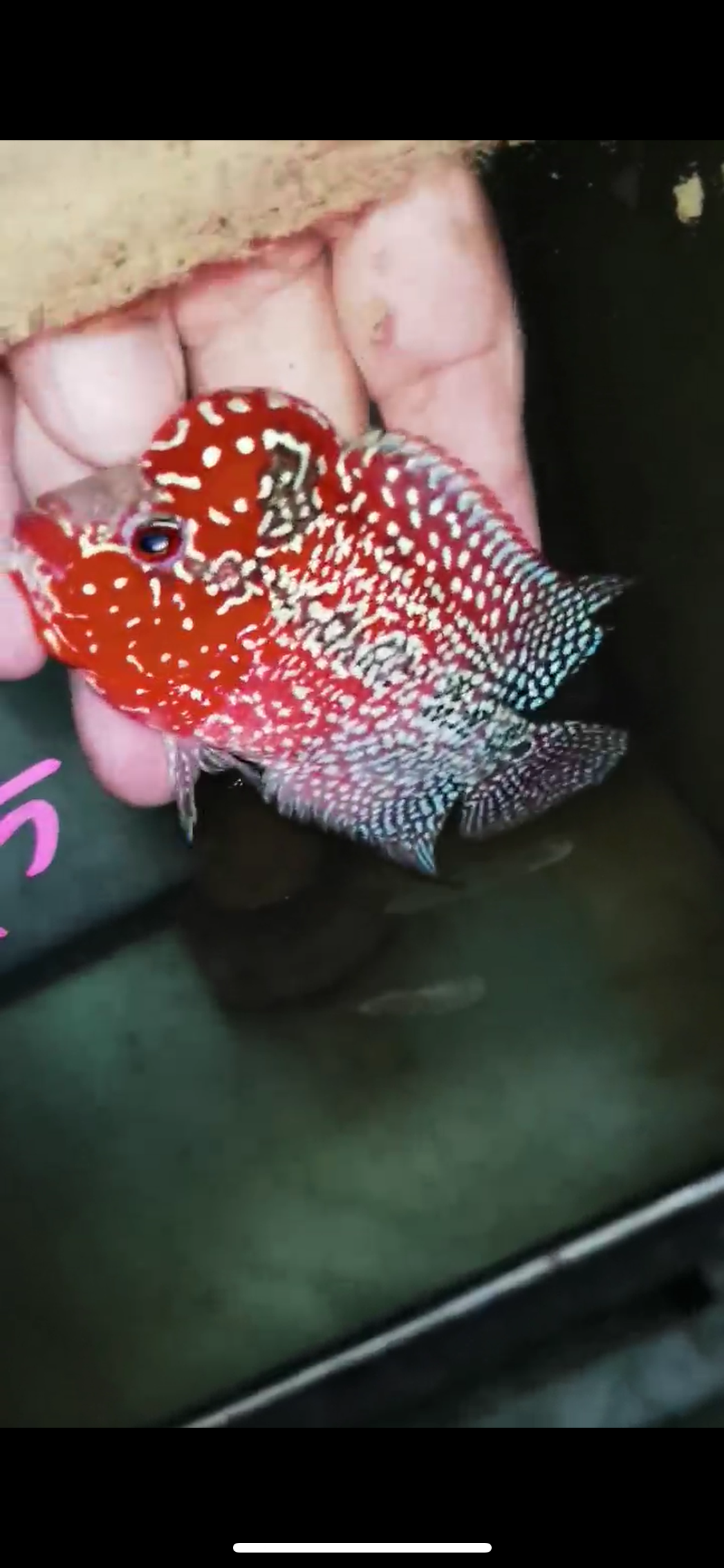 Super Red Dragon Flowerhorn Male #15