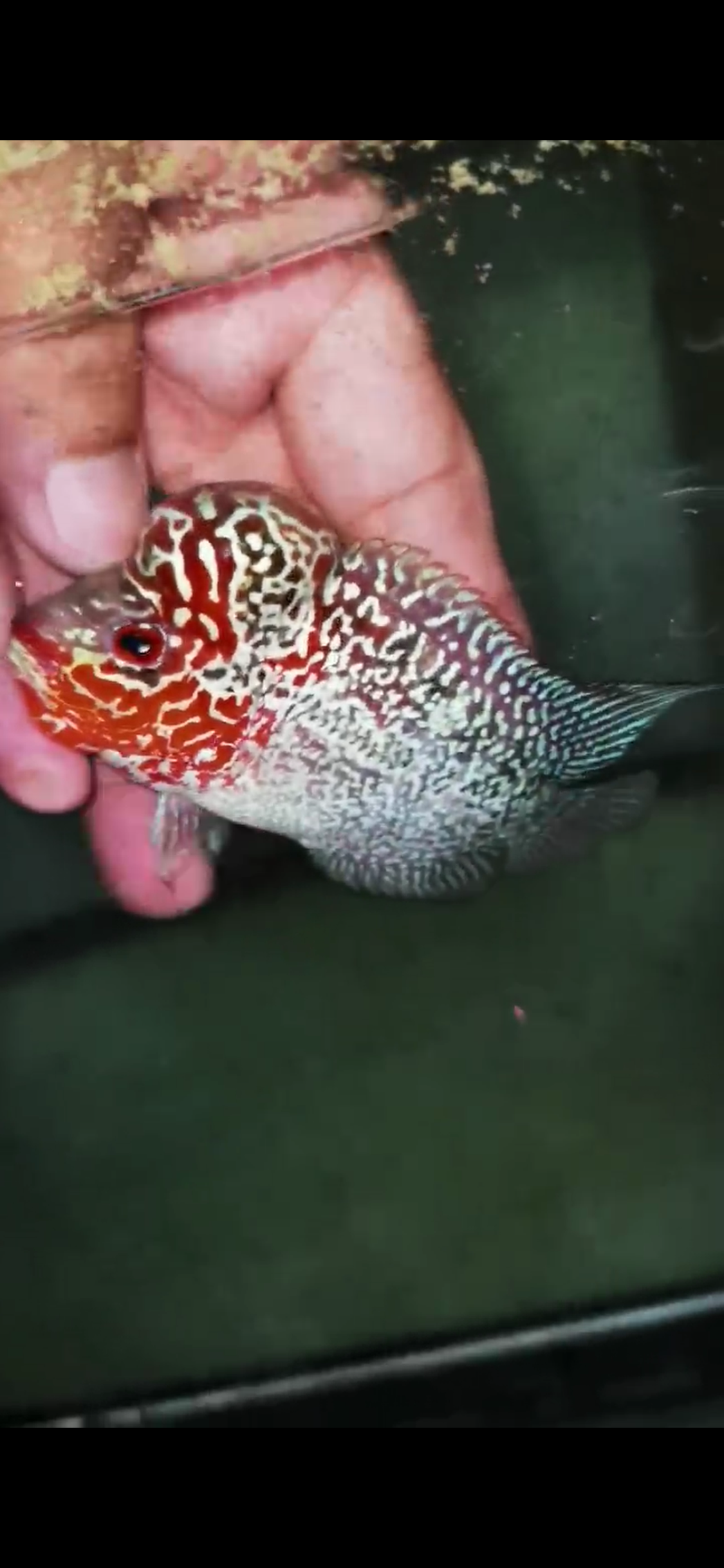 Super Red Dragon Flowerhorn Male #10