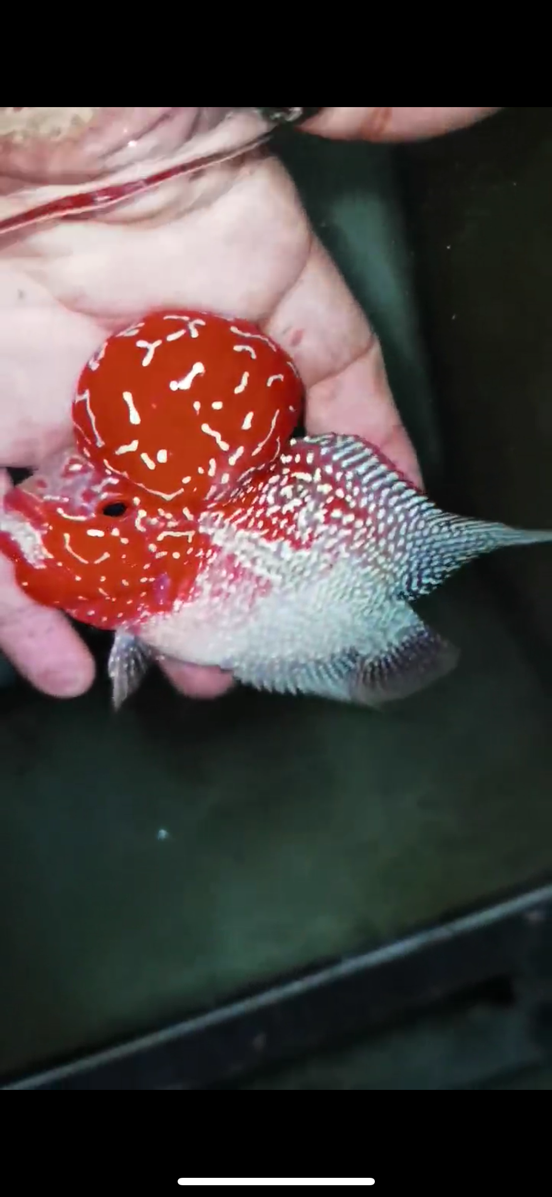 Super Red Dragon Flowerhorn Male #13