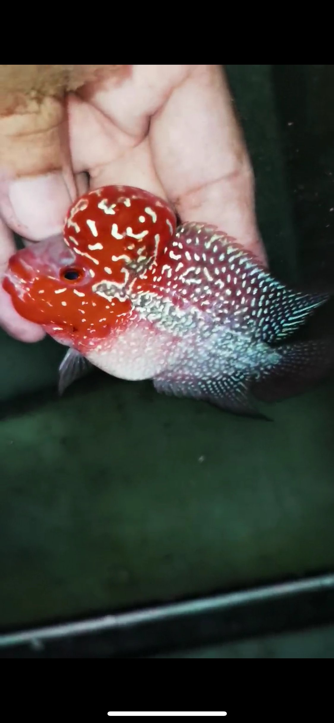 Super Red Dragon Flowerhorn Male #24