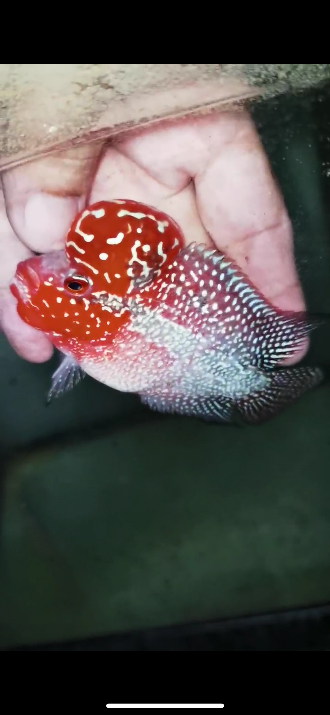 Super Red Dragon Flowerhorn Male #18