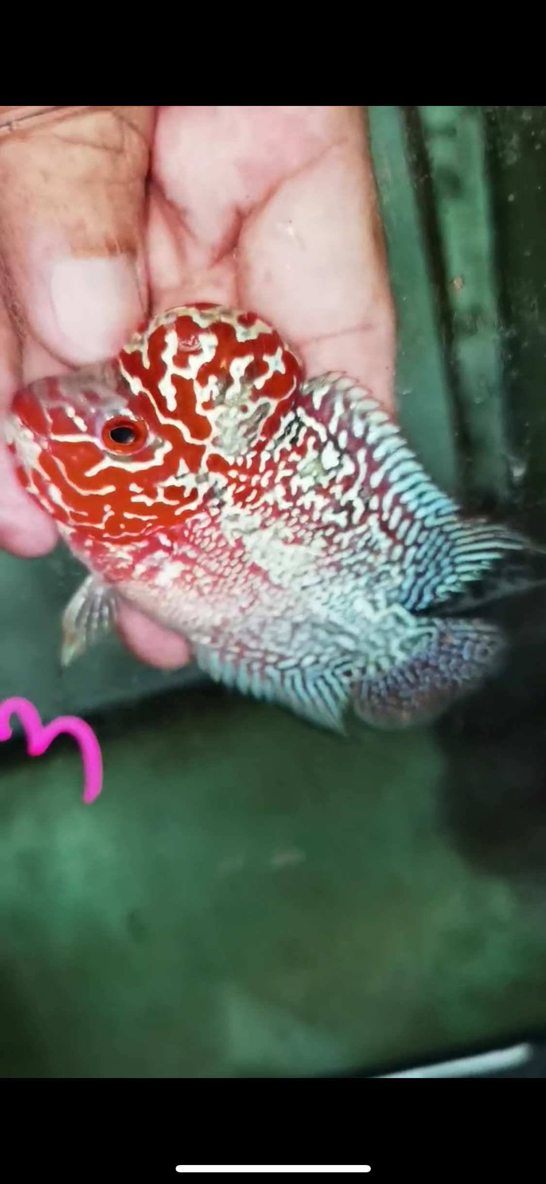 Super Red Dragon Flowerhorn Male #03