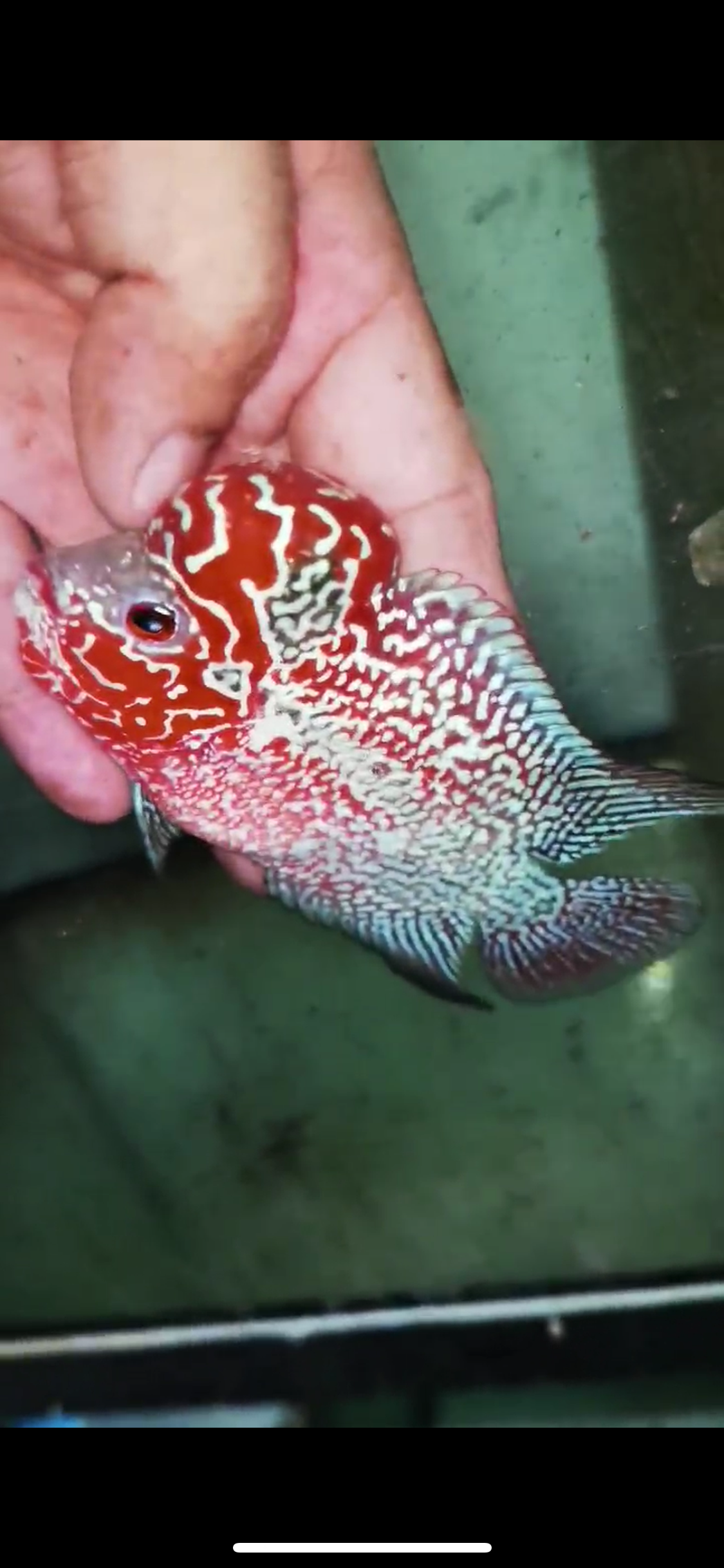 Super Red Dragon Flowerhorn Male #06