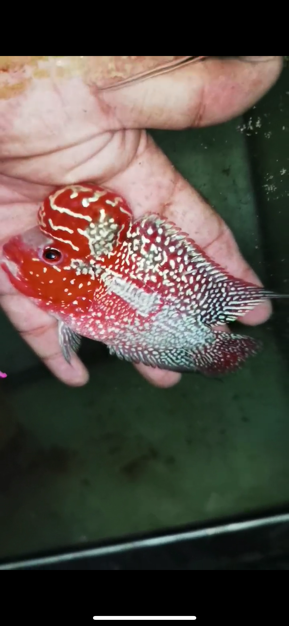 Super Red Dragon Flowerhorn Male #09