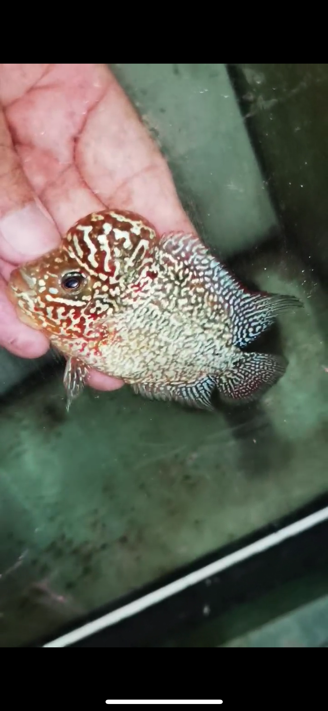 Super Red Dragon Flowerhorn Male #05