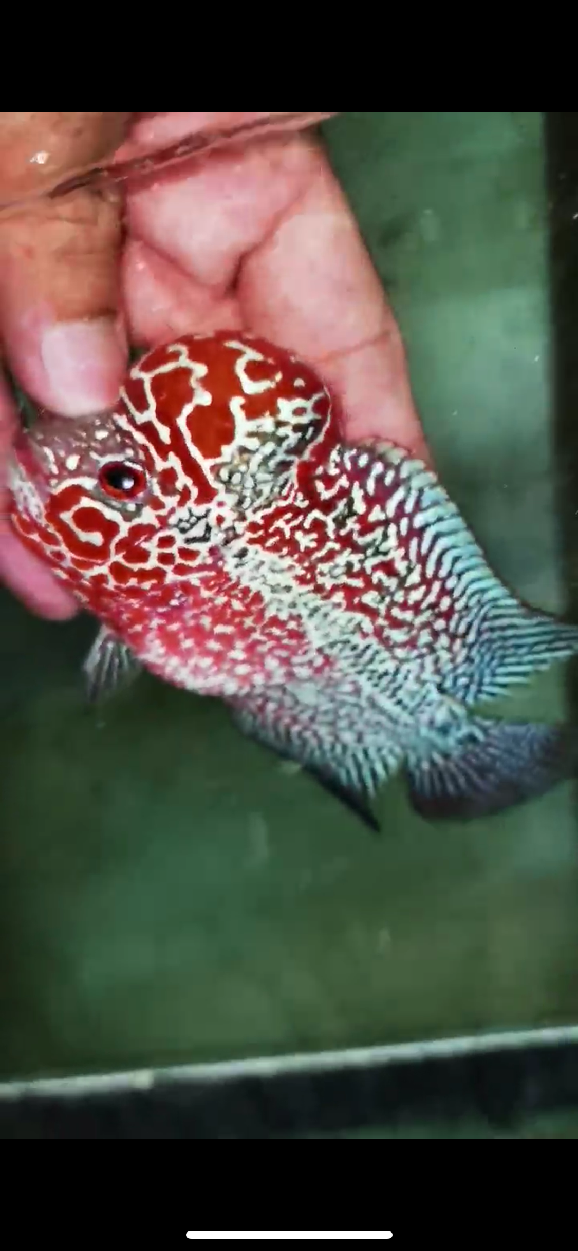 Super Red Dragon Flowerhorn Male #02