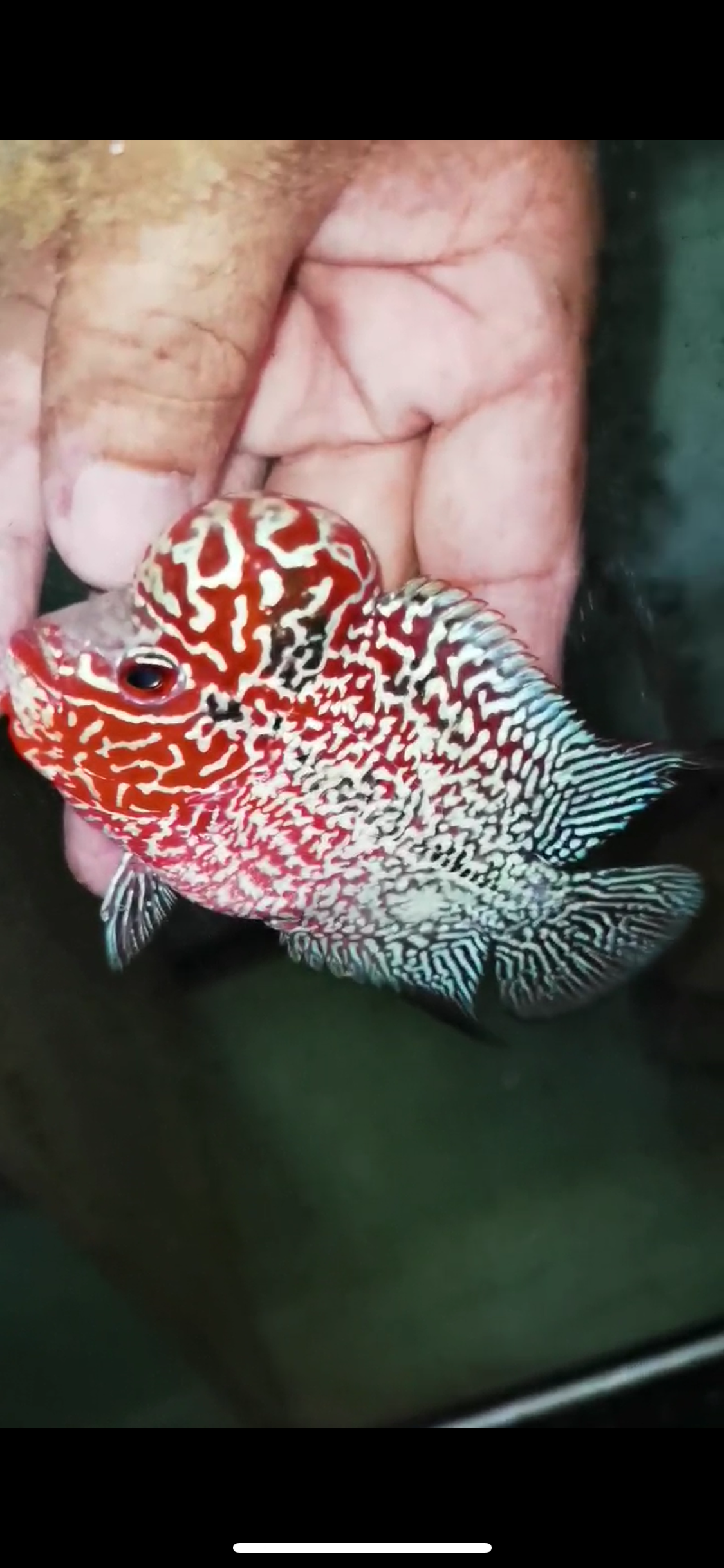 Super Red Dragon Flowerhorn Male #21