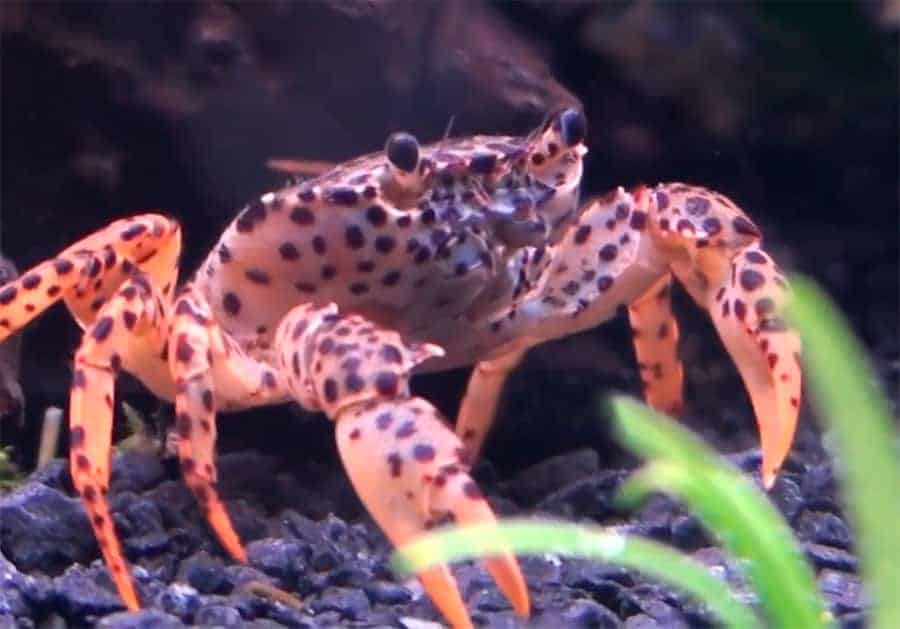 Panther Crabs