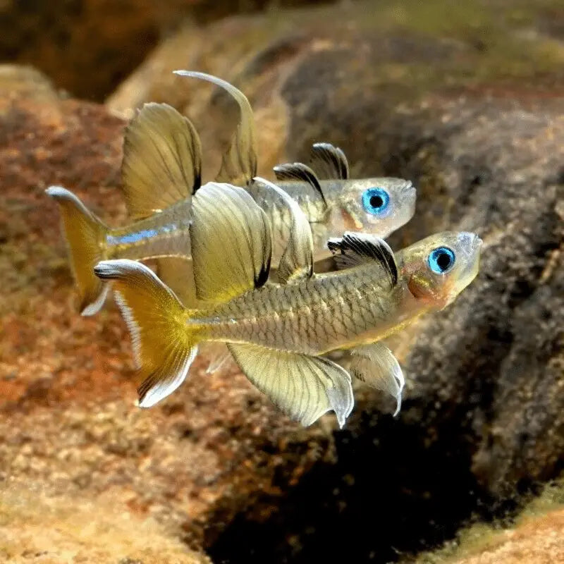 Signifer Rainbowfish 1"