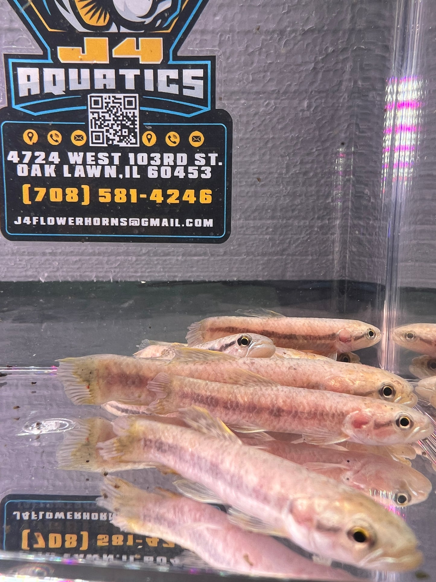 Red Wolf Fish ( Roofvissen fotografie ) 3"