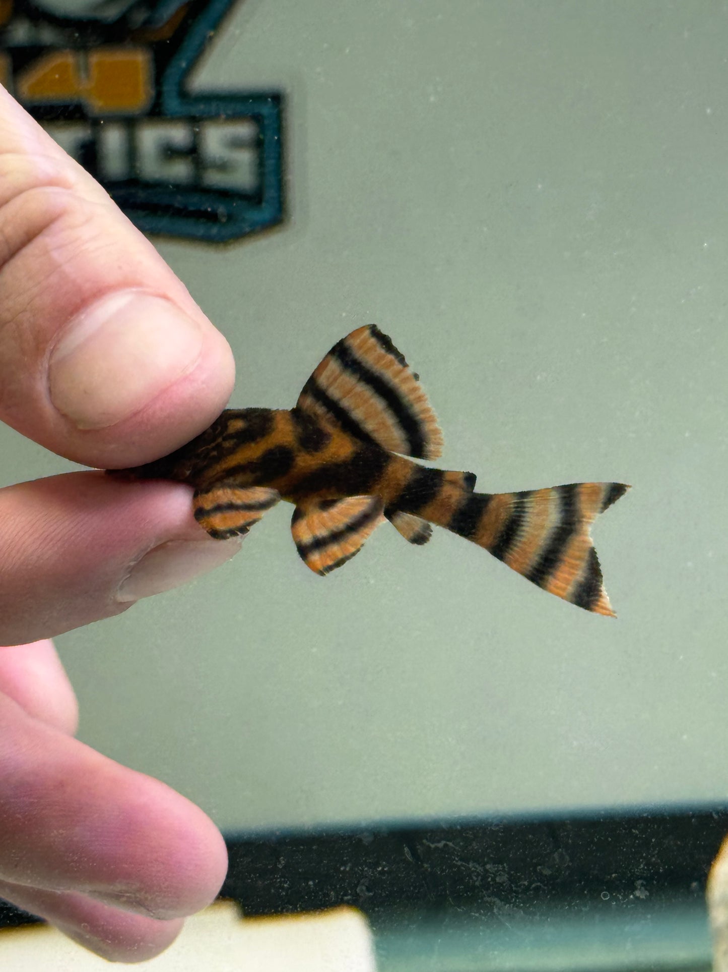 L397 tiger alenquer pleco