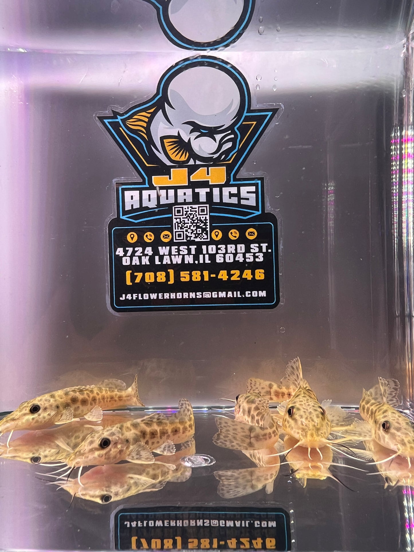 Giraffe Catfish (Auchenoglanis occidentalis) 2-3"