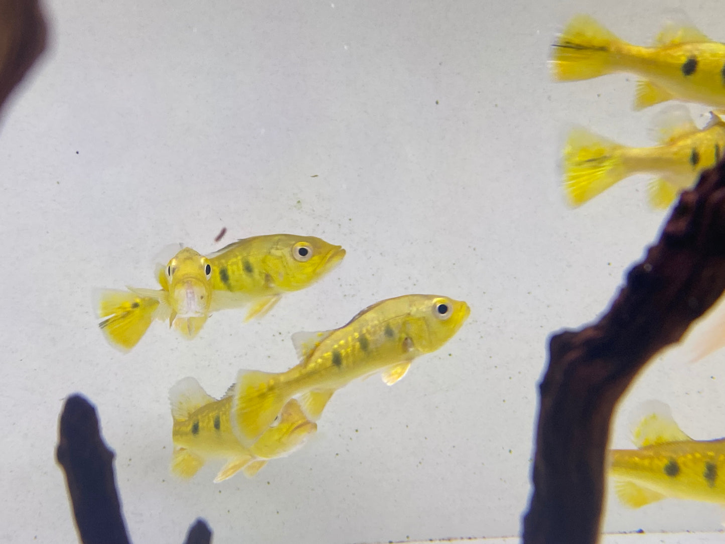 Golden Spider Kelberi Bass 4"