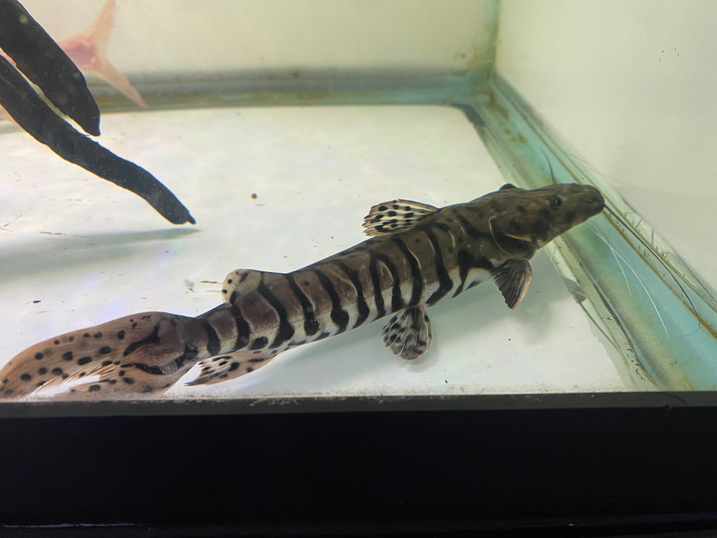 Tiger Shovelnose Catfish 10"