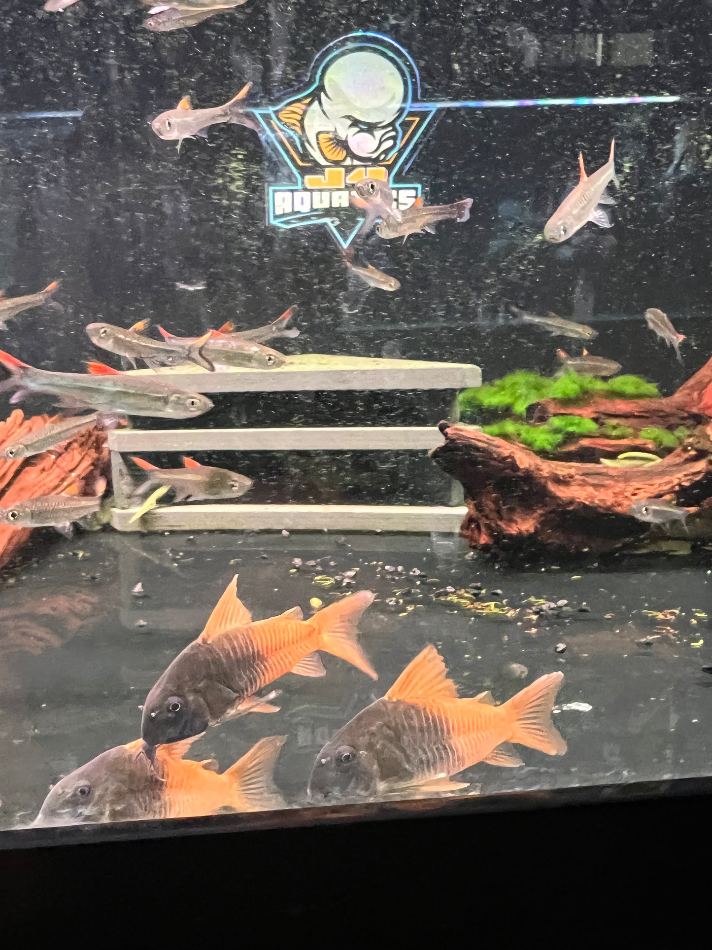 CW217 Corydoras 1.5-2"