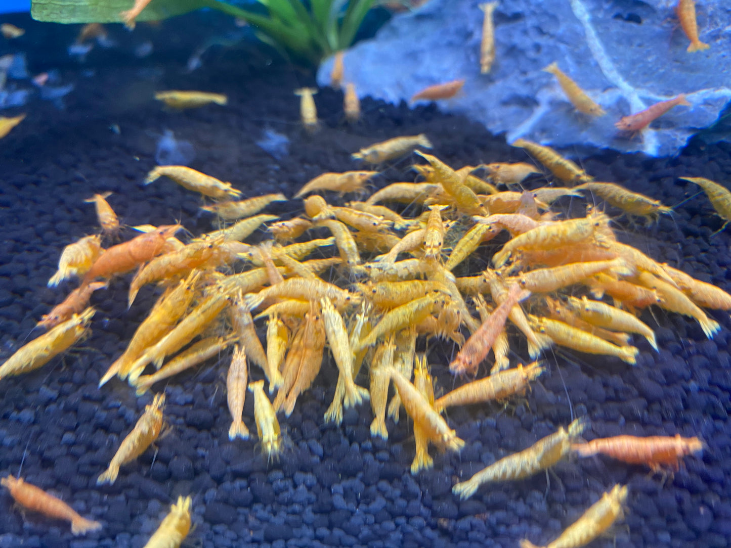 Orange Pumpkin Neocaridina Shrimp 10-Pack
