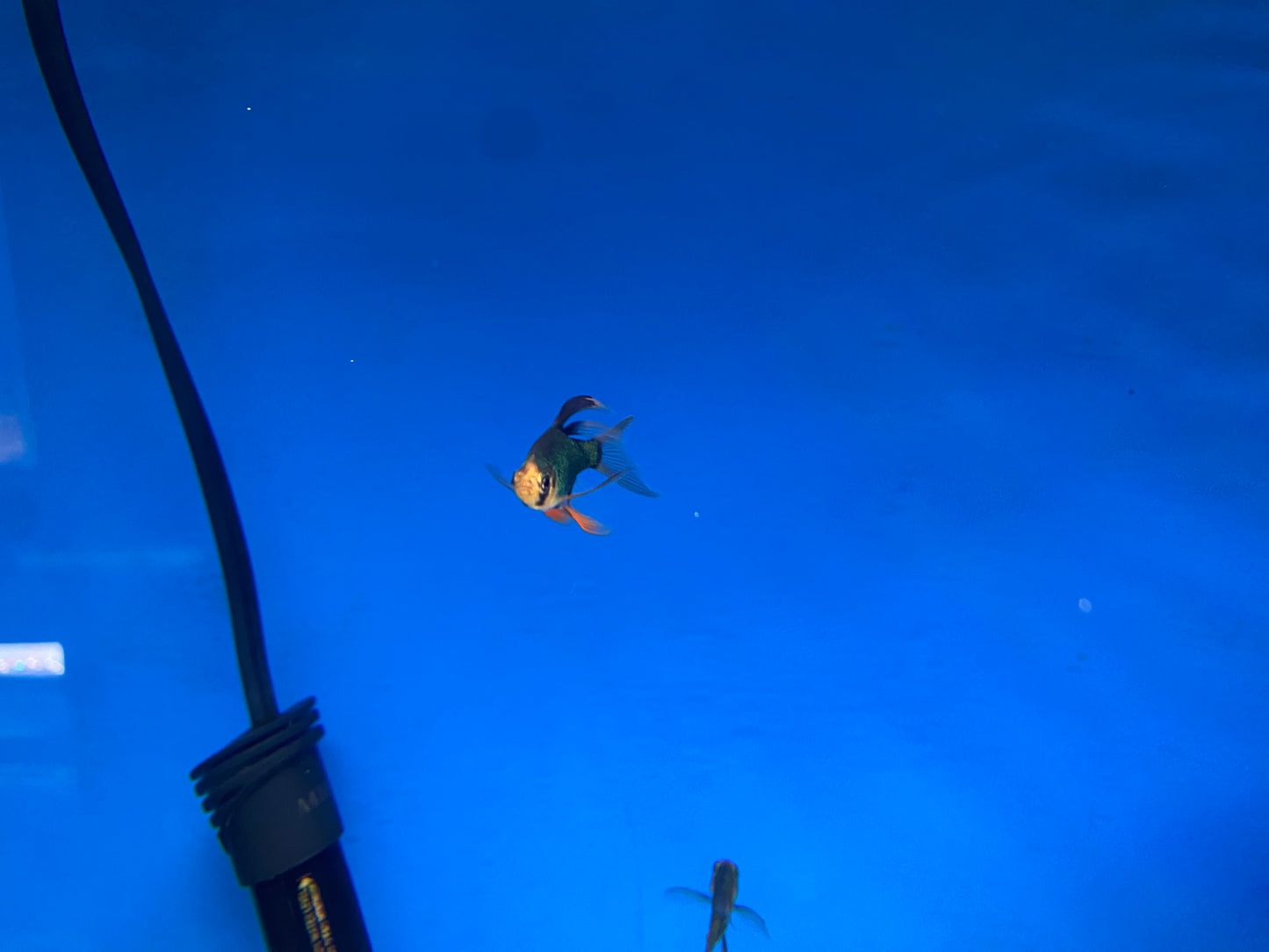 Longfin Emerald Barbs