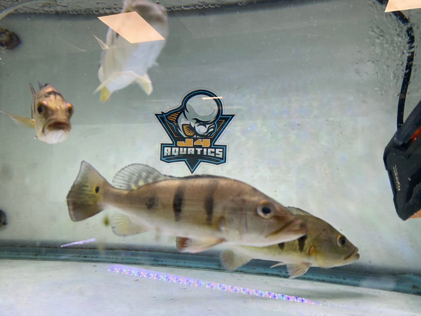 Kelberi Peacock Bass 8"