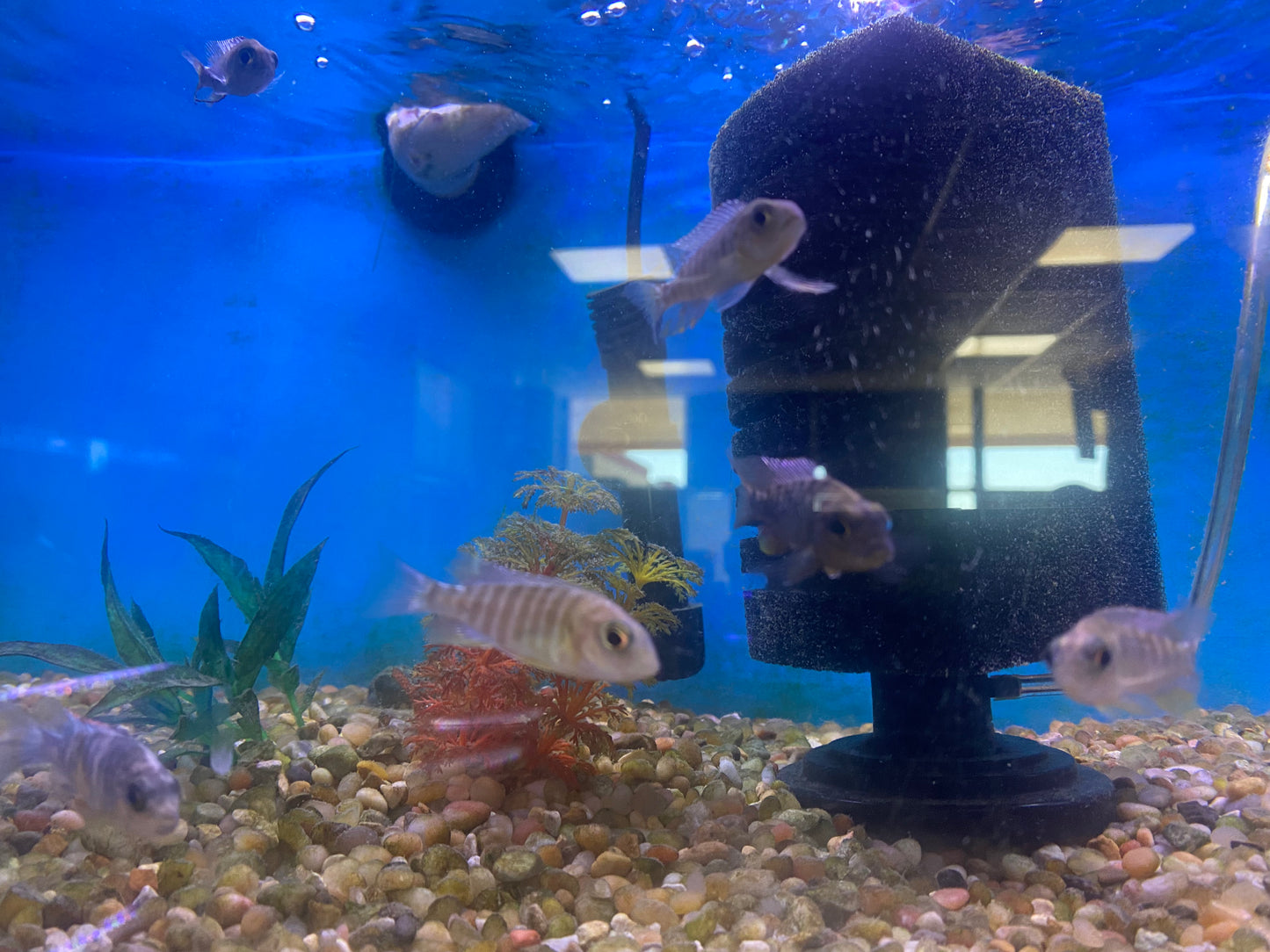 Ob Peacocks Juveniles 1-2"