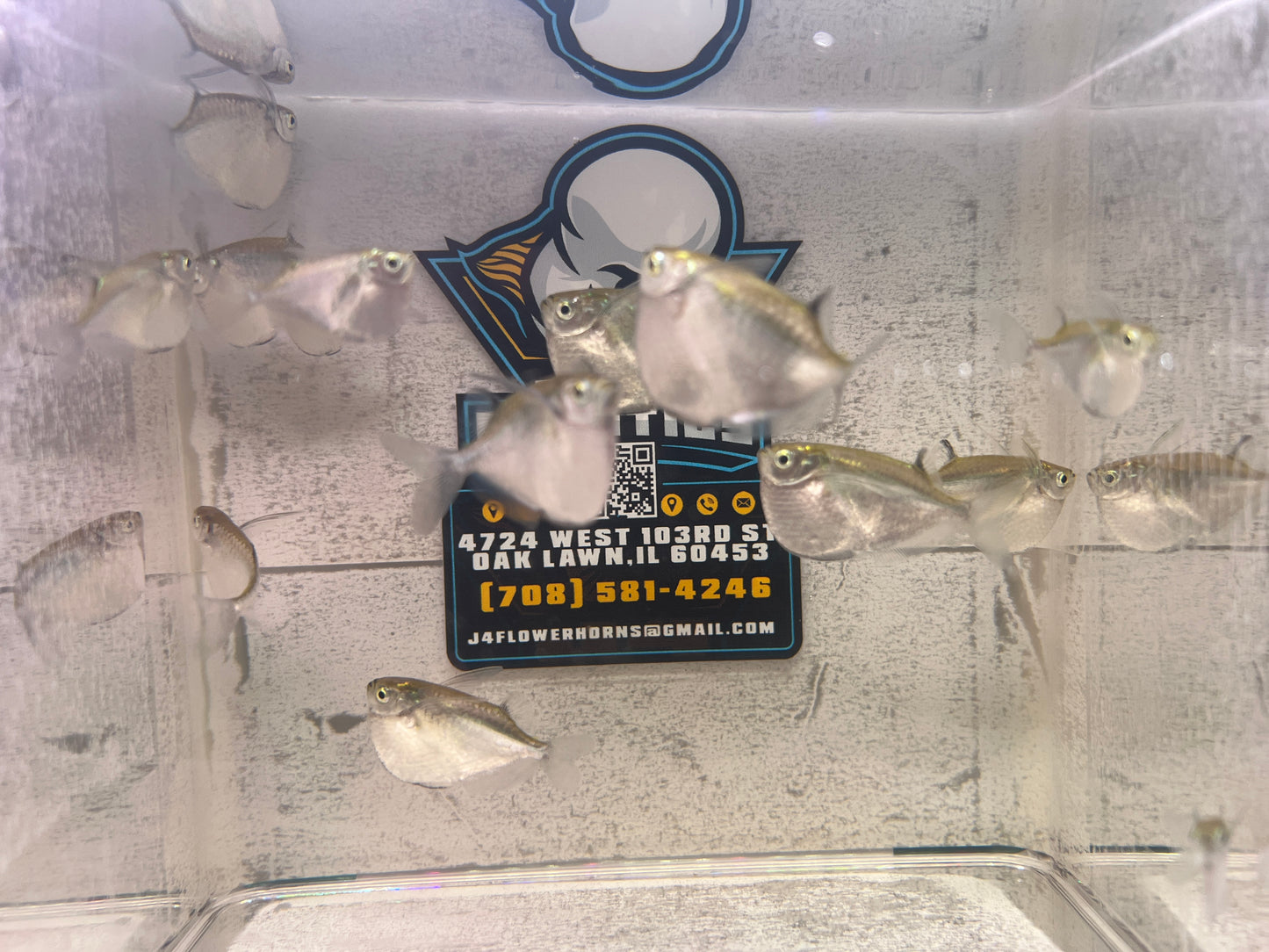 Spotted Hatchet ( Wild ) 1.5"