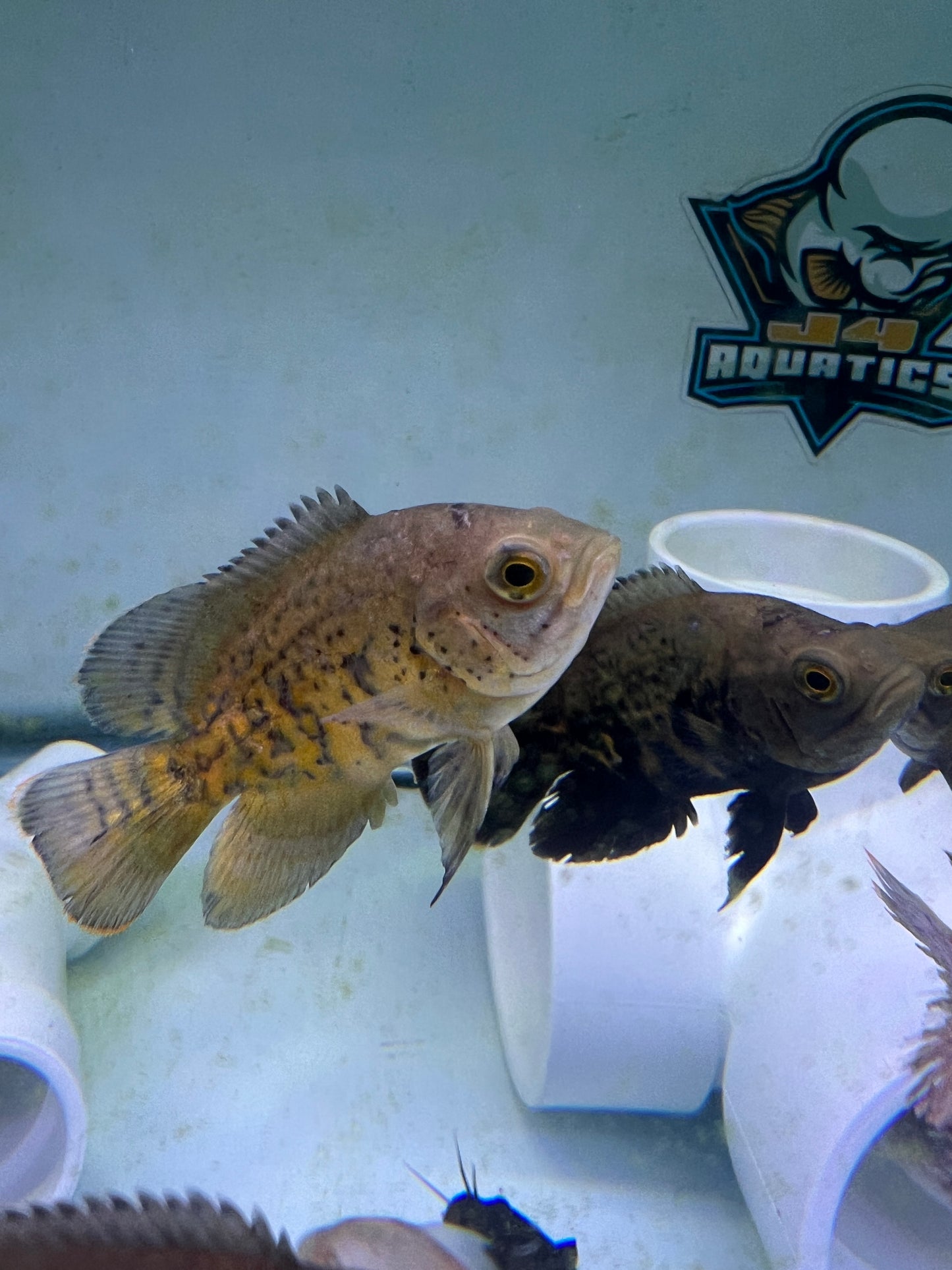 Snakeskin Oscar 2-3"