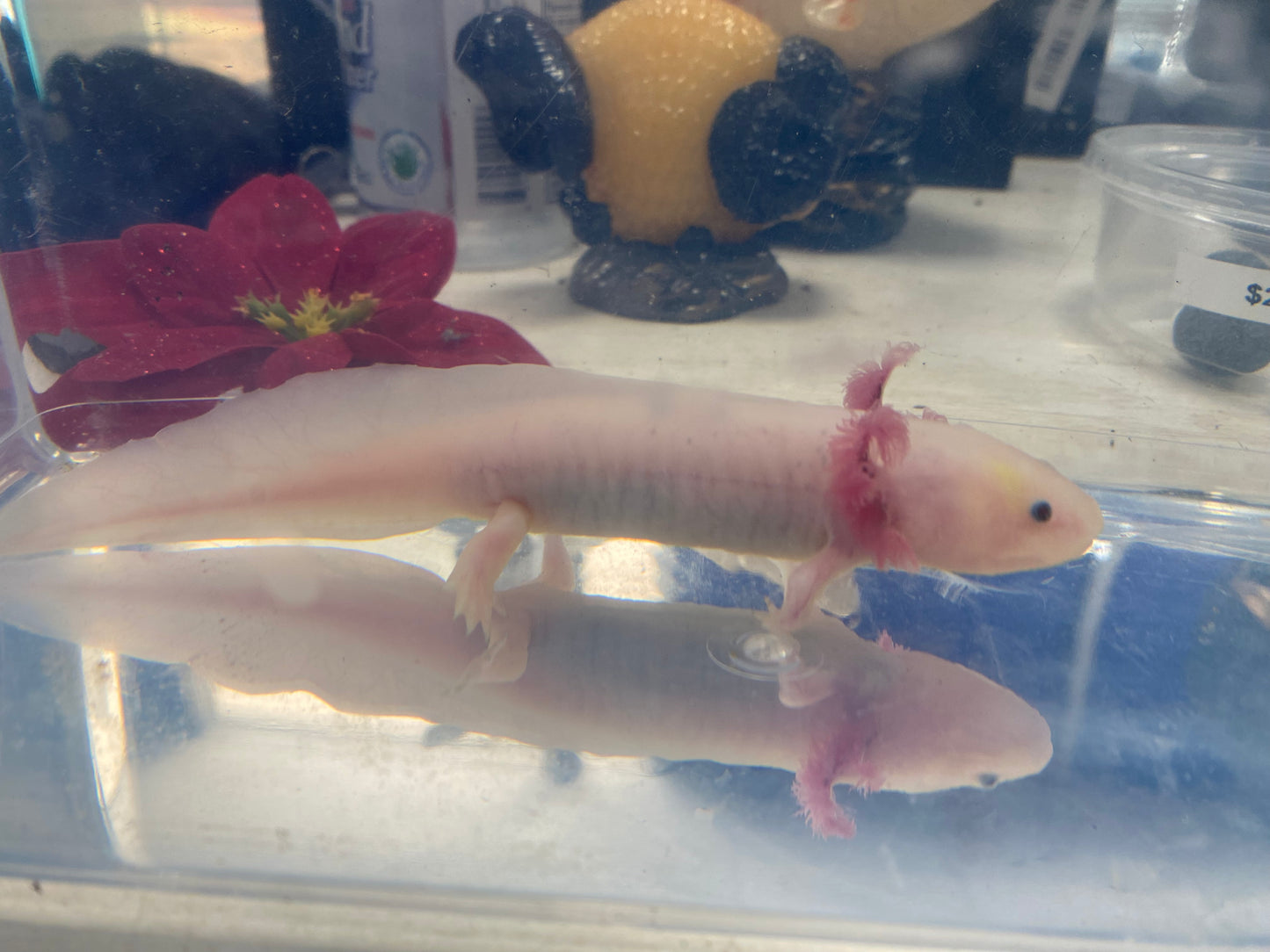 Axolotl 5-6" Melanistic x GFP