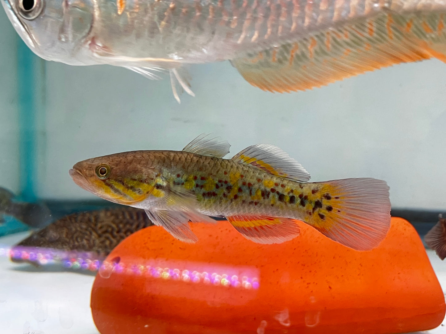 Snakehead Gudgeons ( Goby )5"