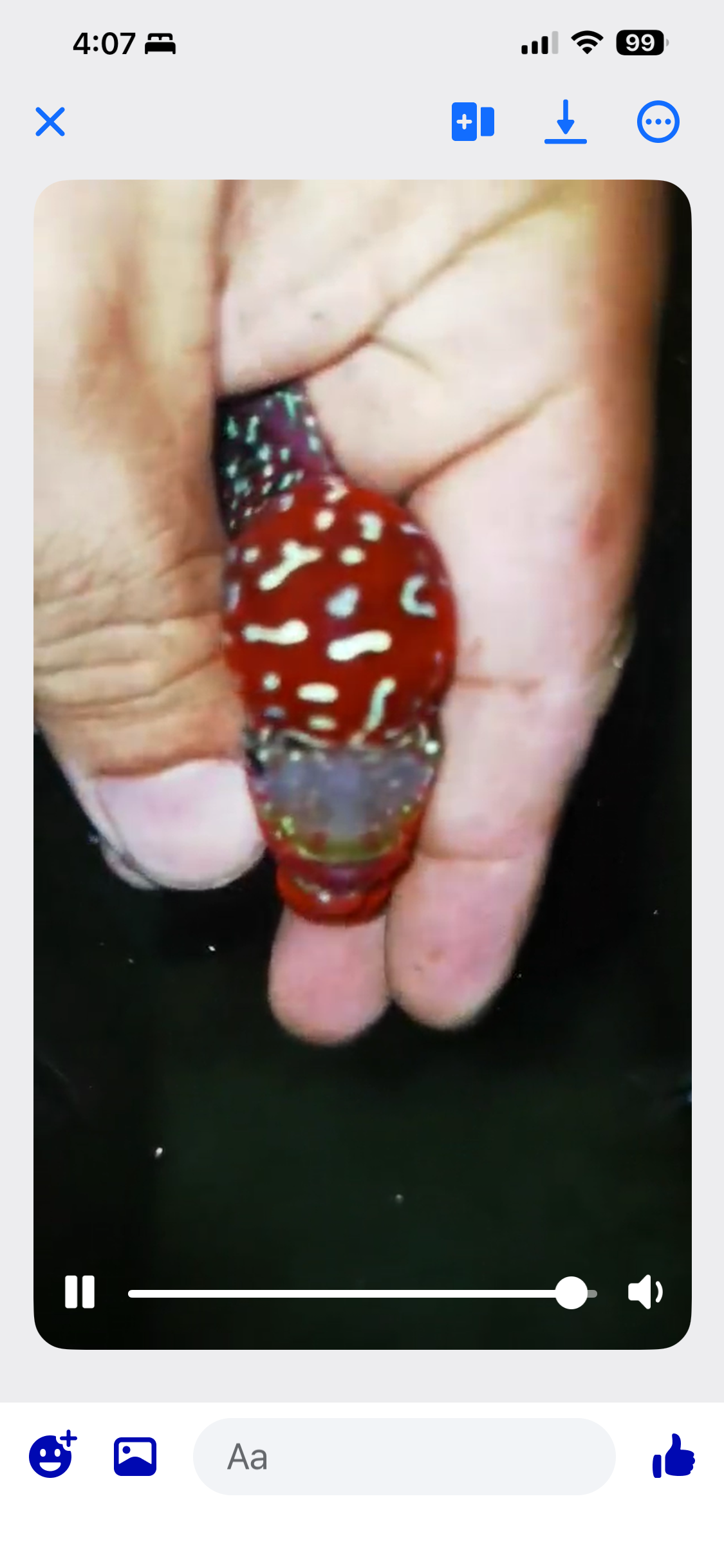 HQ Super Red Dragon Flowerhorn ( Male ) #13