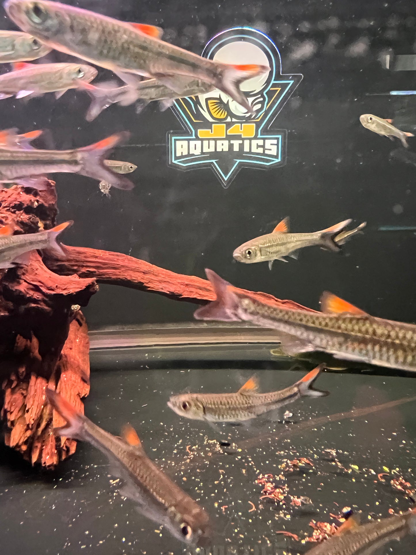 Rasbora rheophila 2-3”