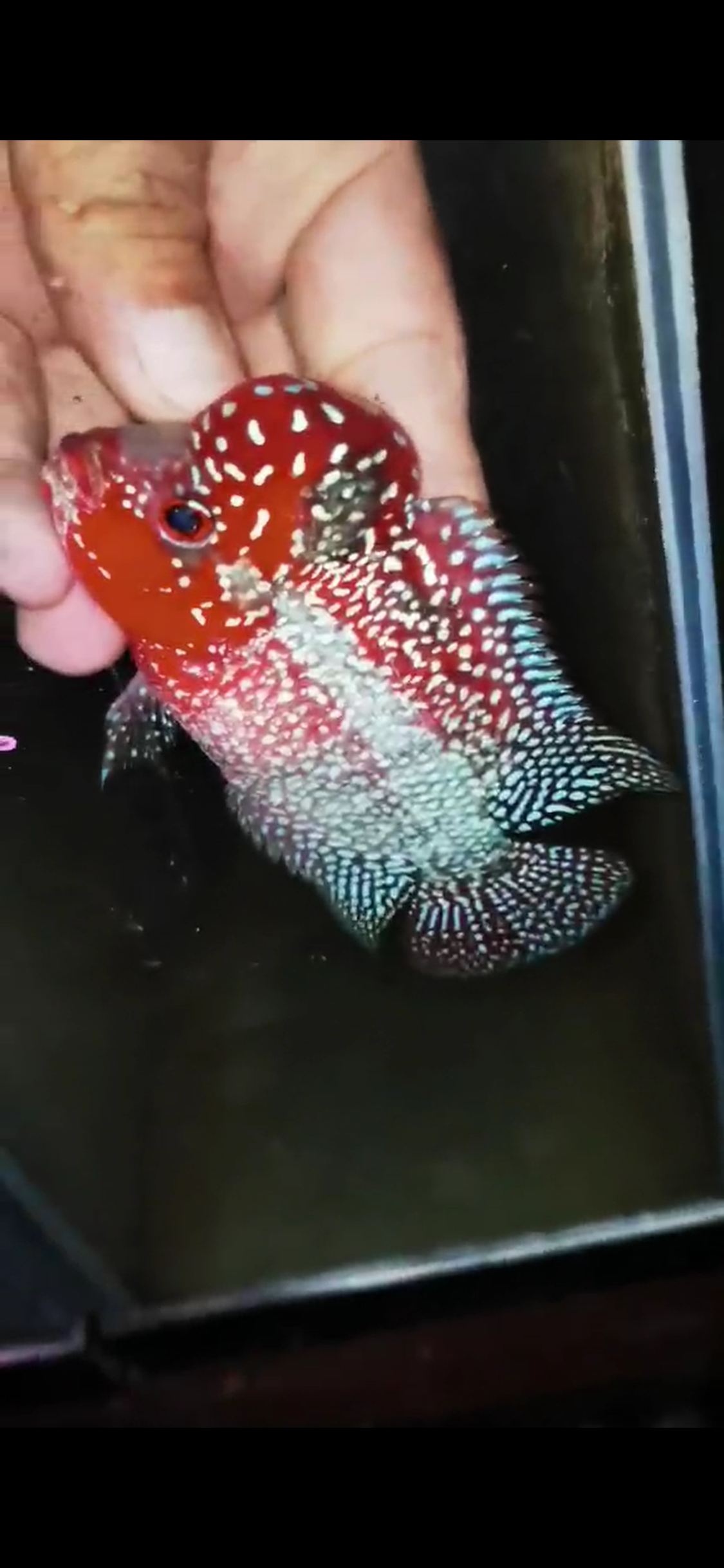 HQ Super Red Dragon Flowerhorn ( Male ) #12