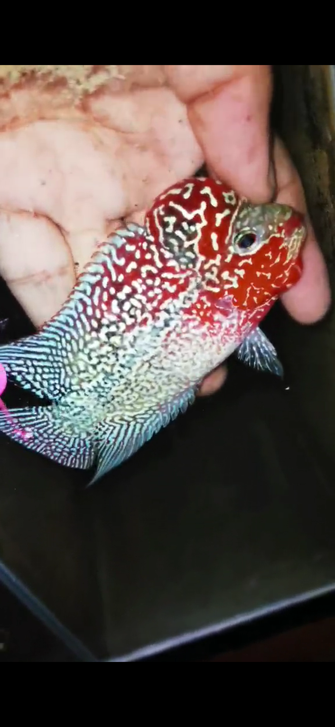 HQ Super Red Dragon Flowerhorn ( Male ) #10