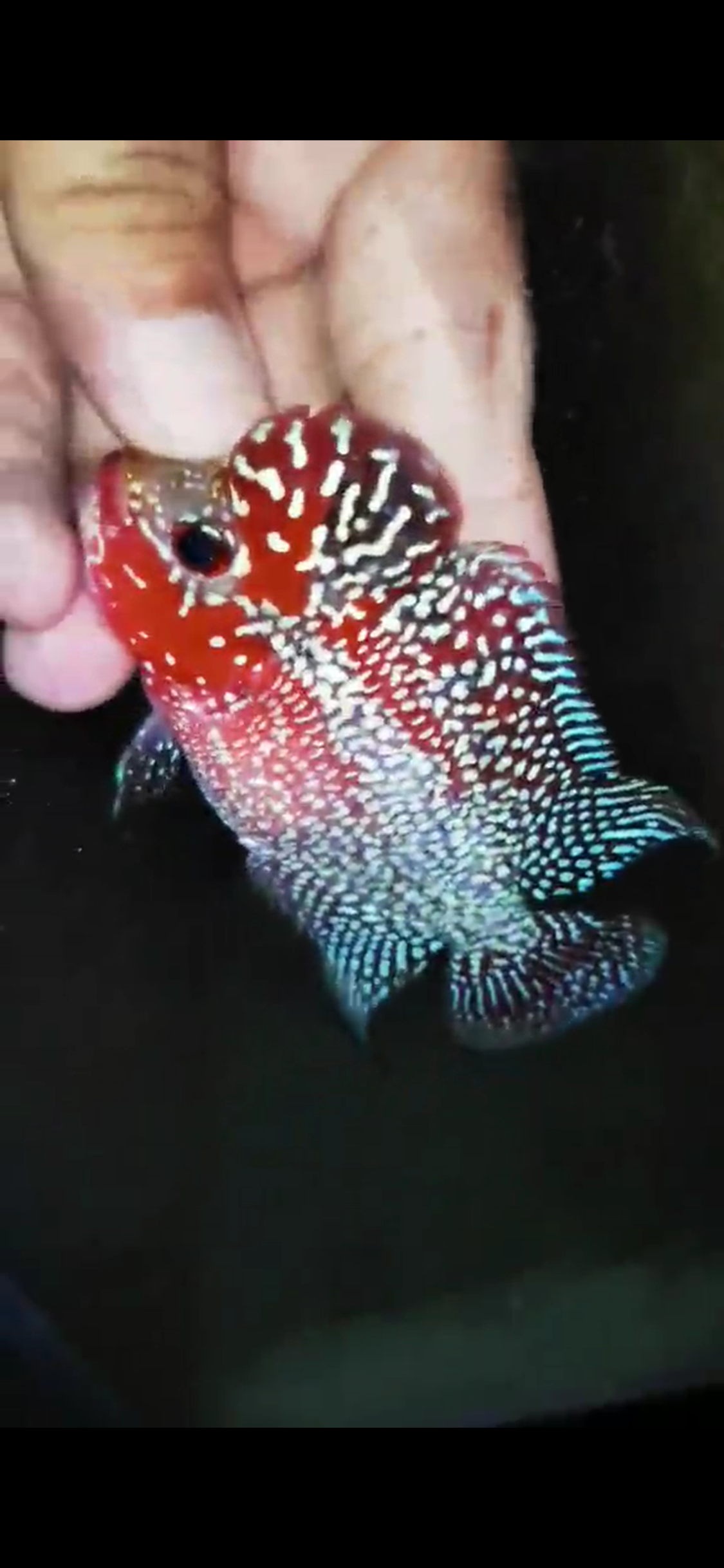 HQ Super Red Dragon Flowerhorn ( Male ) #06