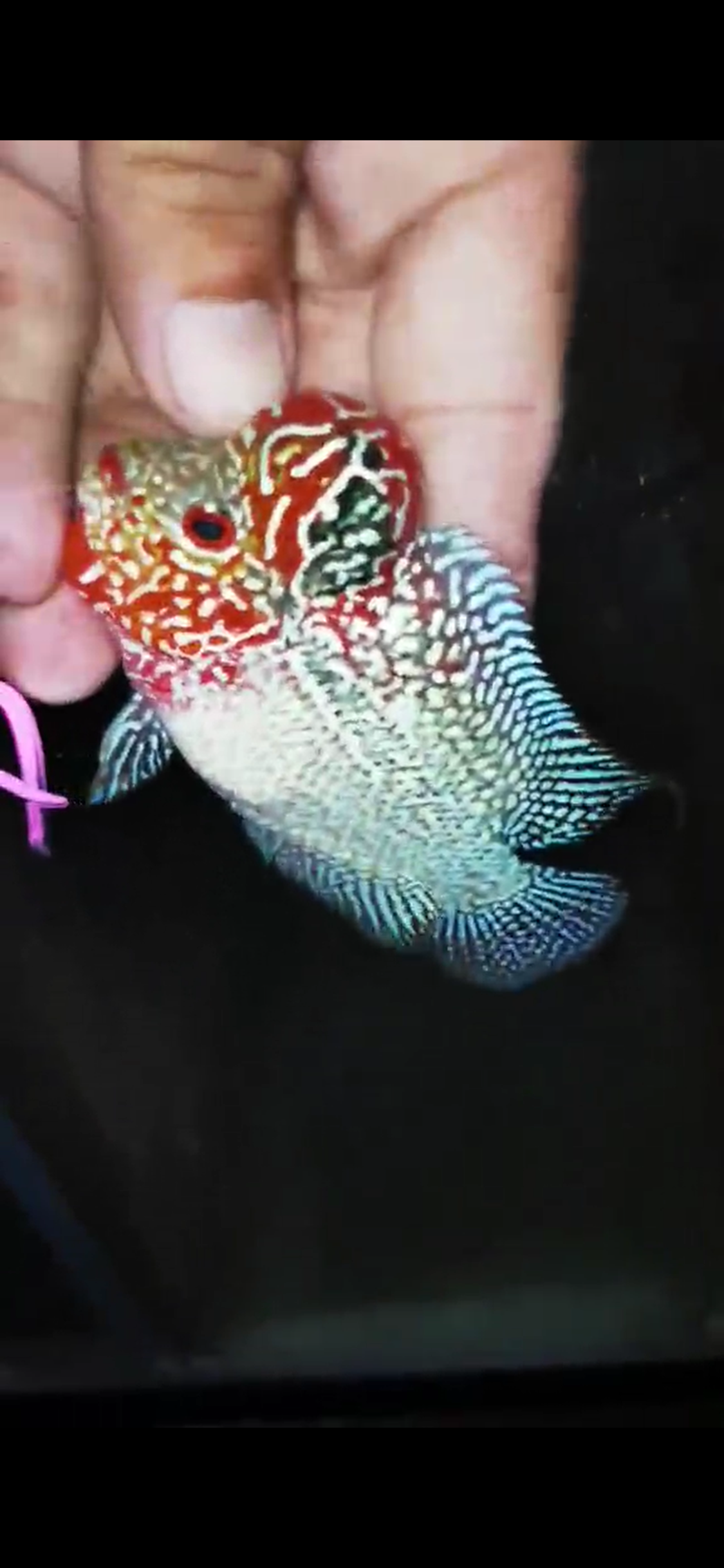 HQ Super Red Dragon Flowerhorn ( Male ) #07