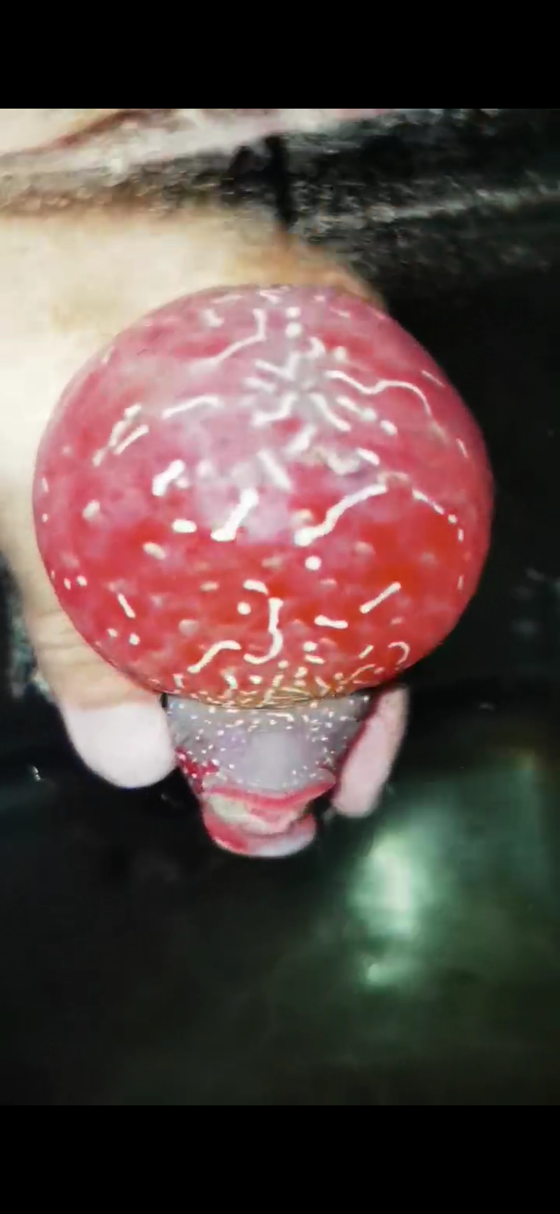 Competition Grade Super Red Dragon Flowerhorn ( Male ) #C5 2tone